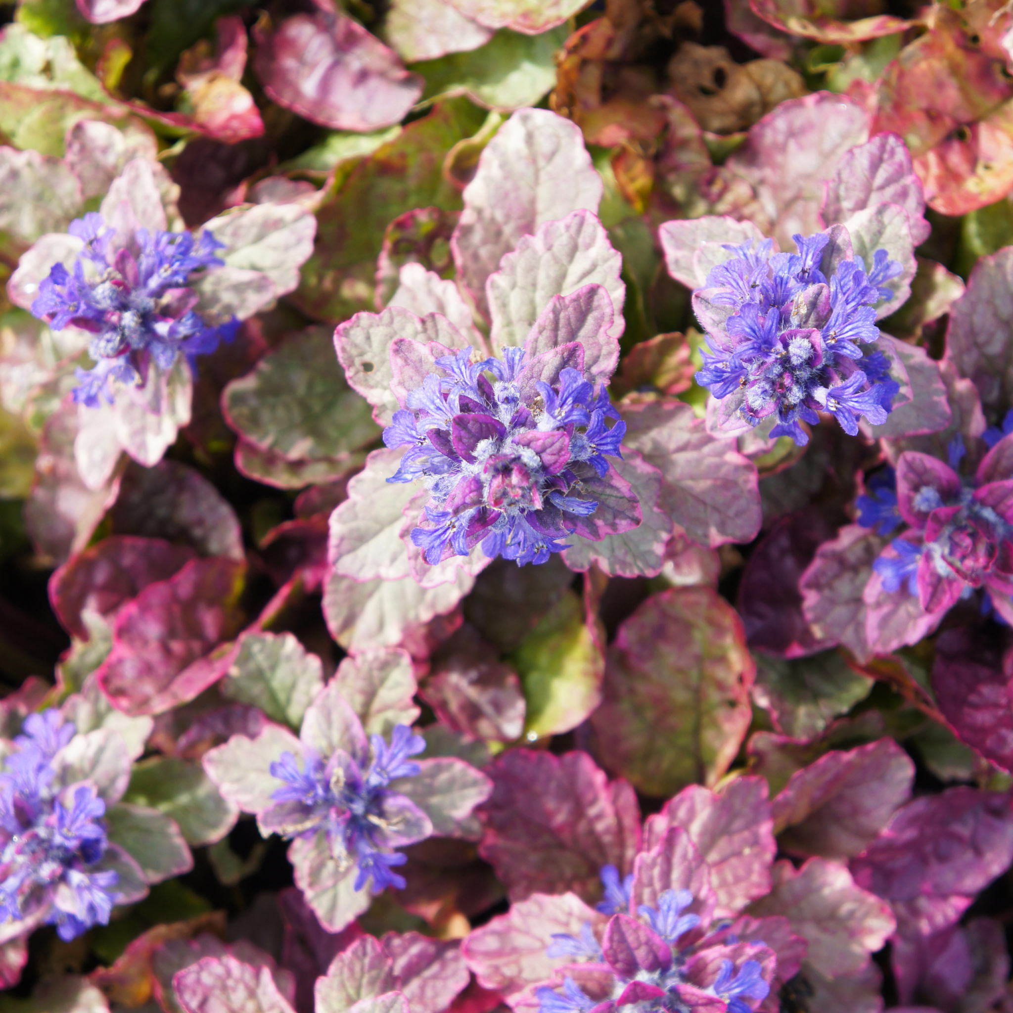 Ajuga Burgundy Glow - Ajuga reptans Burgundy Glow