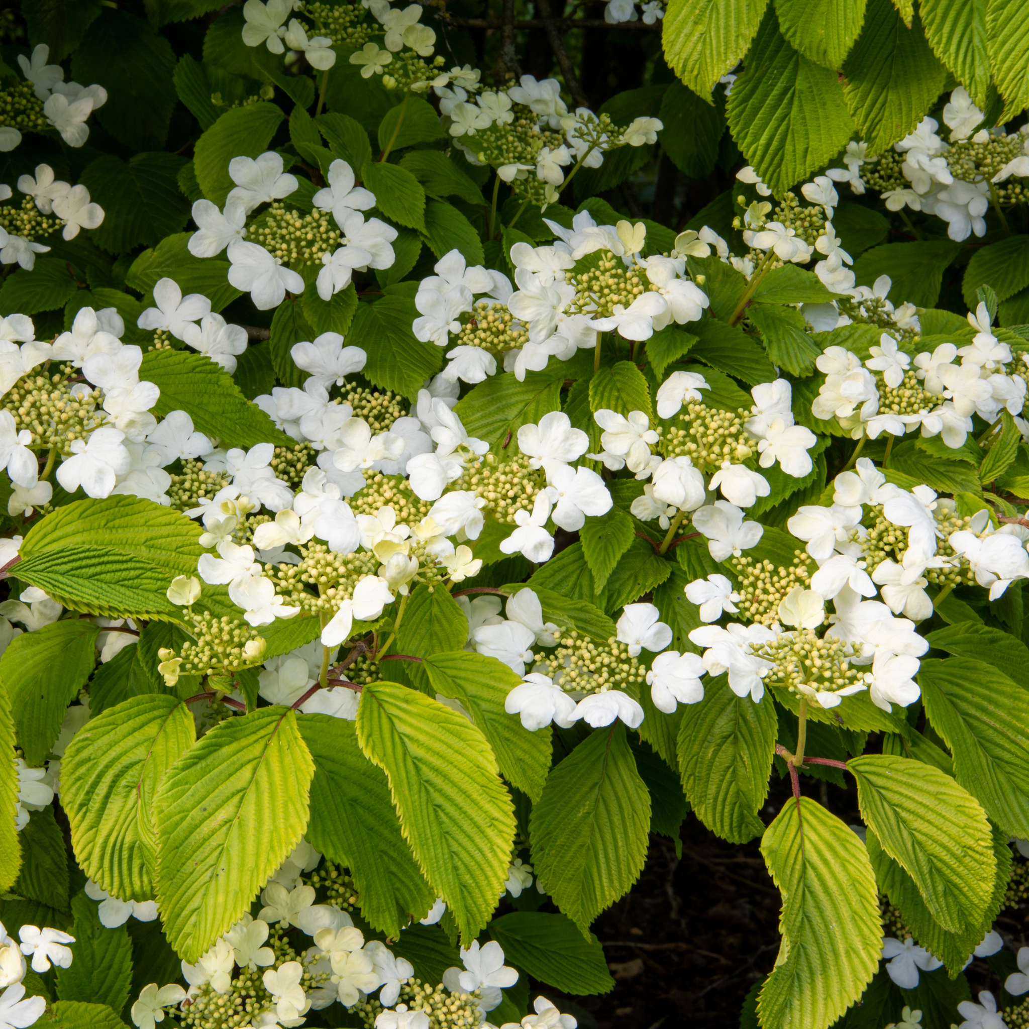 Viburnum plicatum Japanese snowball - Viburnum plicatum tomentosum Mariesii