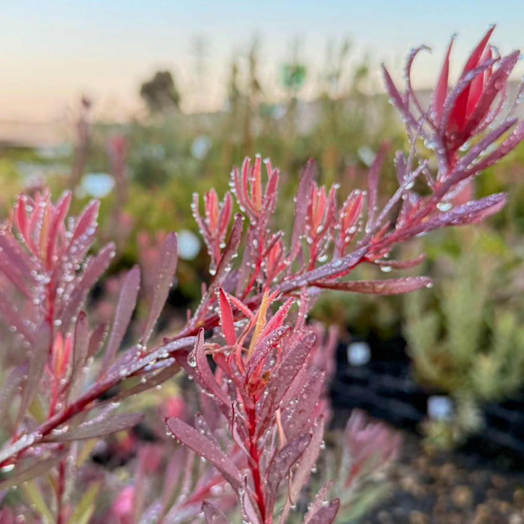 Conebush Jack Harre - Leucadendron salignum Jack Harre