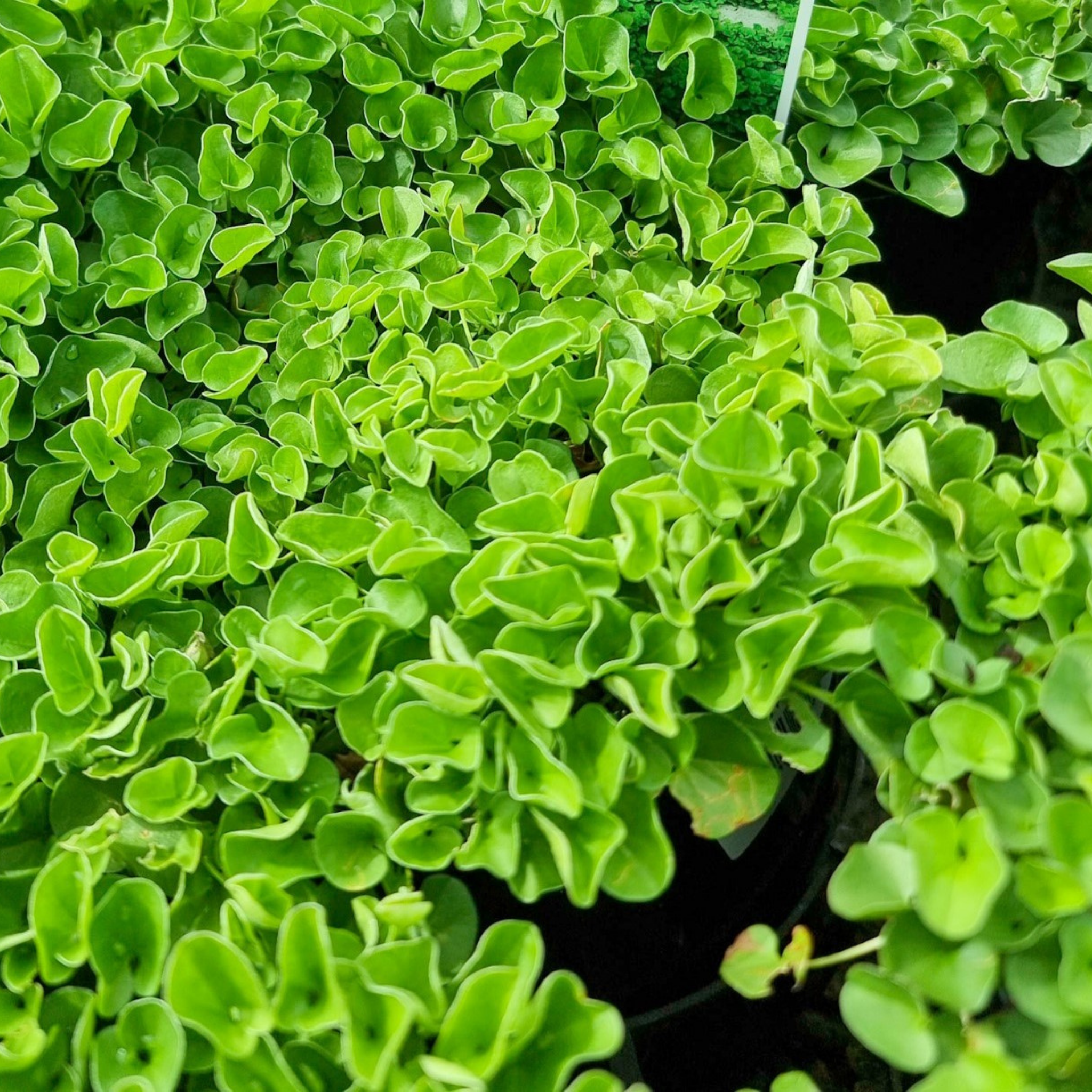 Kidney Grass/Weed - Dichondra repens