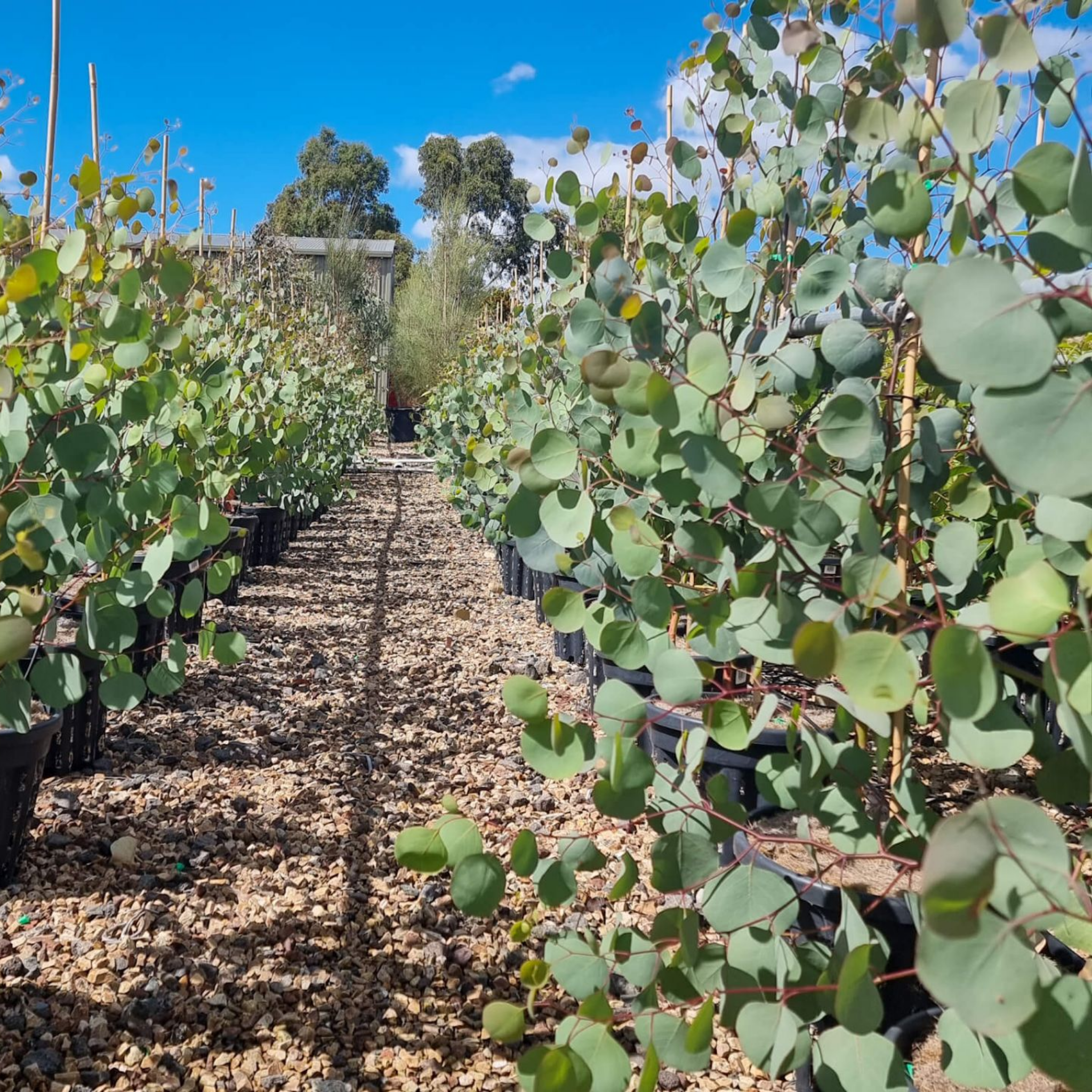 Eucalyptus Red Box Gum - Eucalyptus polyanthemos