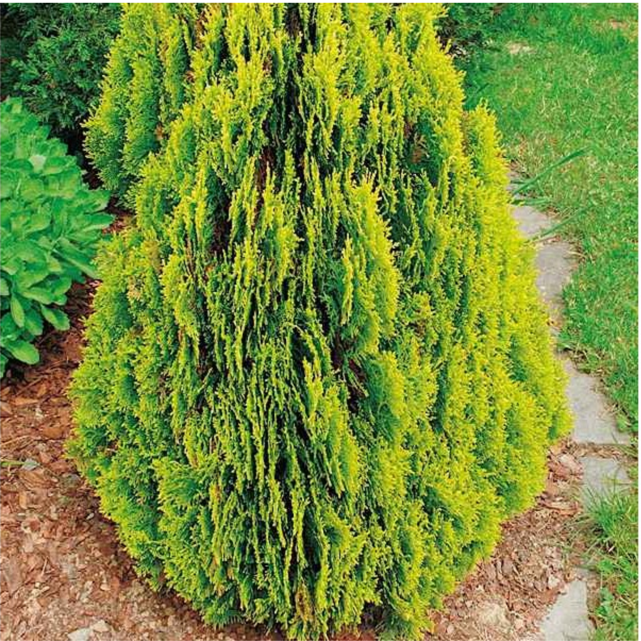 Golden Dwarf Biota - Thuja orientalis Nana Aurea