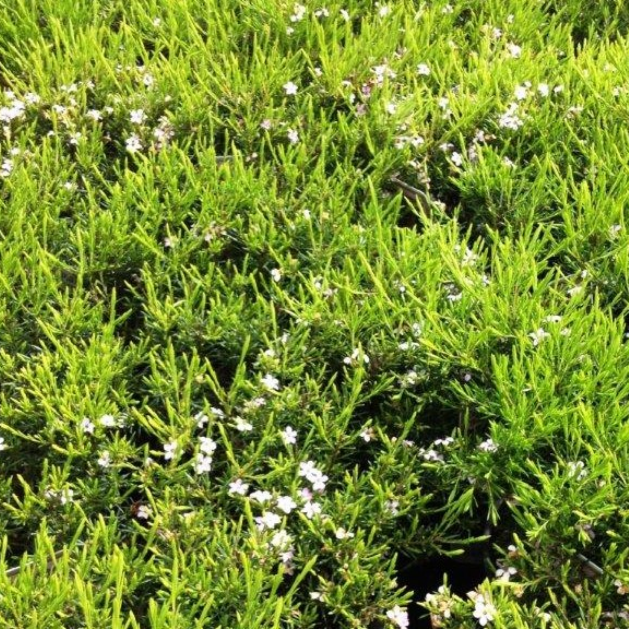 Dwarf Diosma Compacta - Coleonema pulchellum 'Compacta'