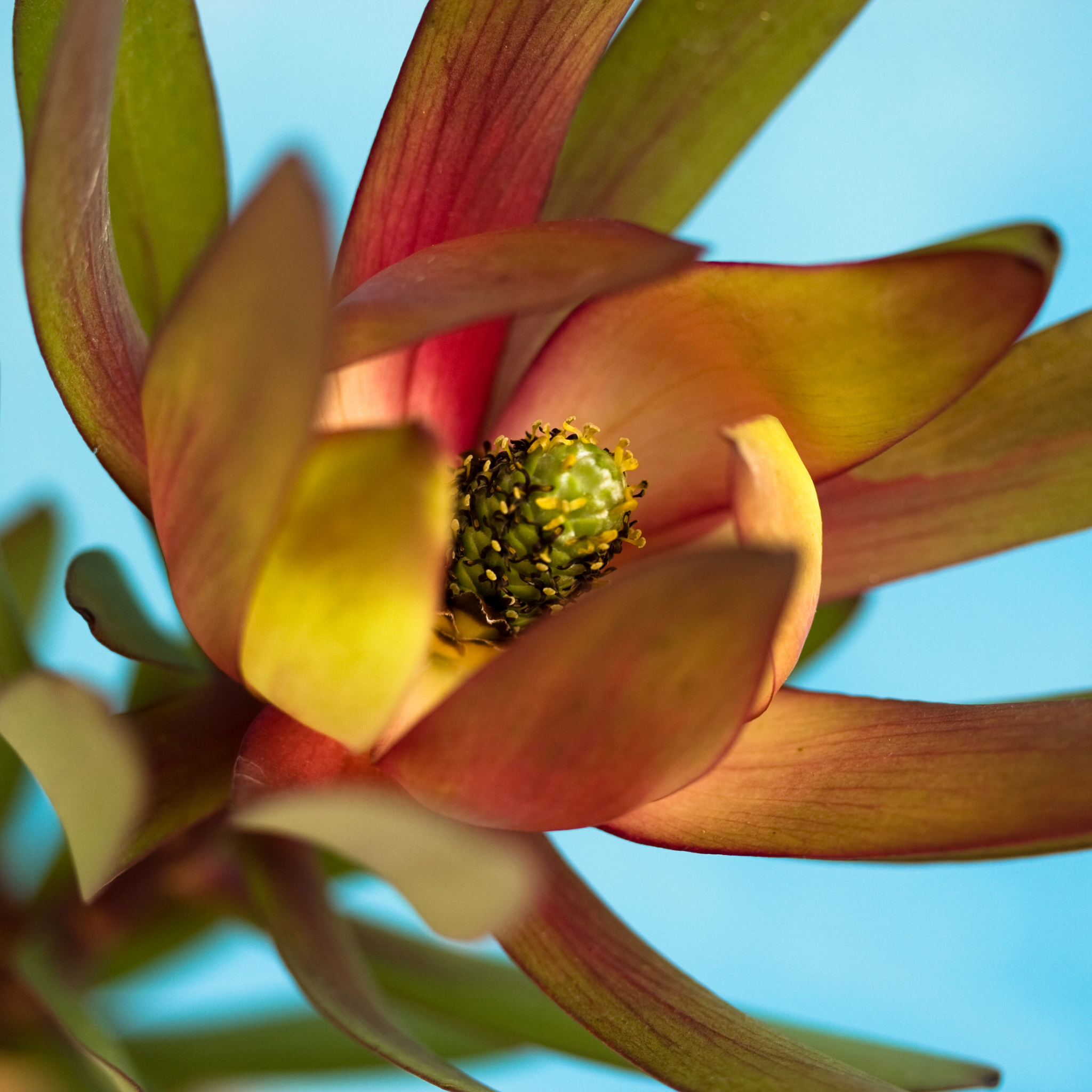 Conebush Harlequin - Leucadendron laureolum salignum Harlequin