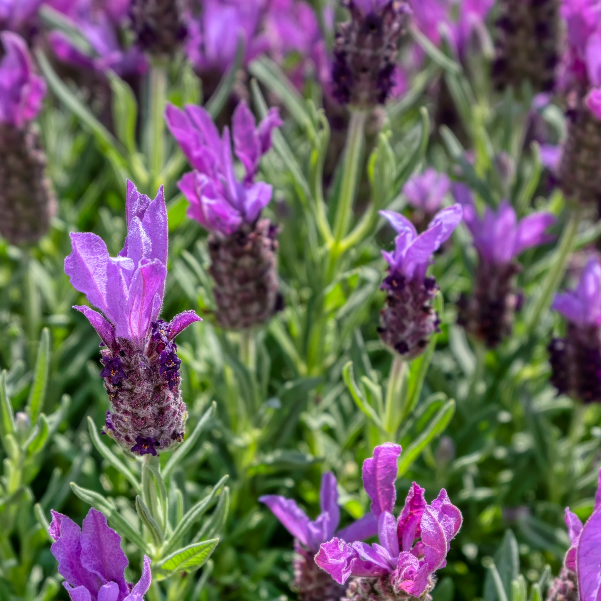 French Lavender - Lavandula pedunculata The Princess PBR
