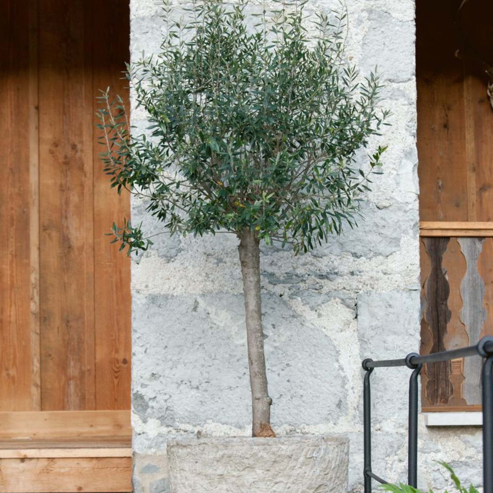 Paragon Olive Tree - Olea europaea Paragon