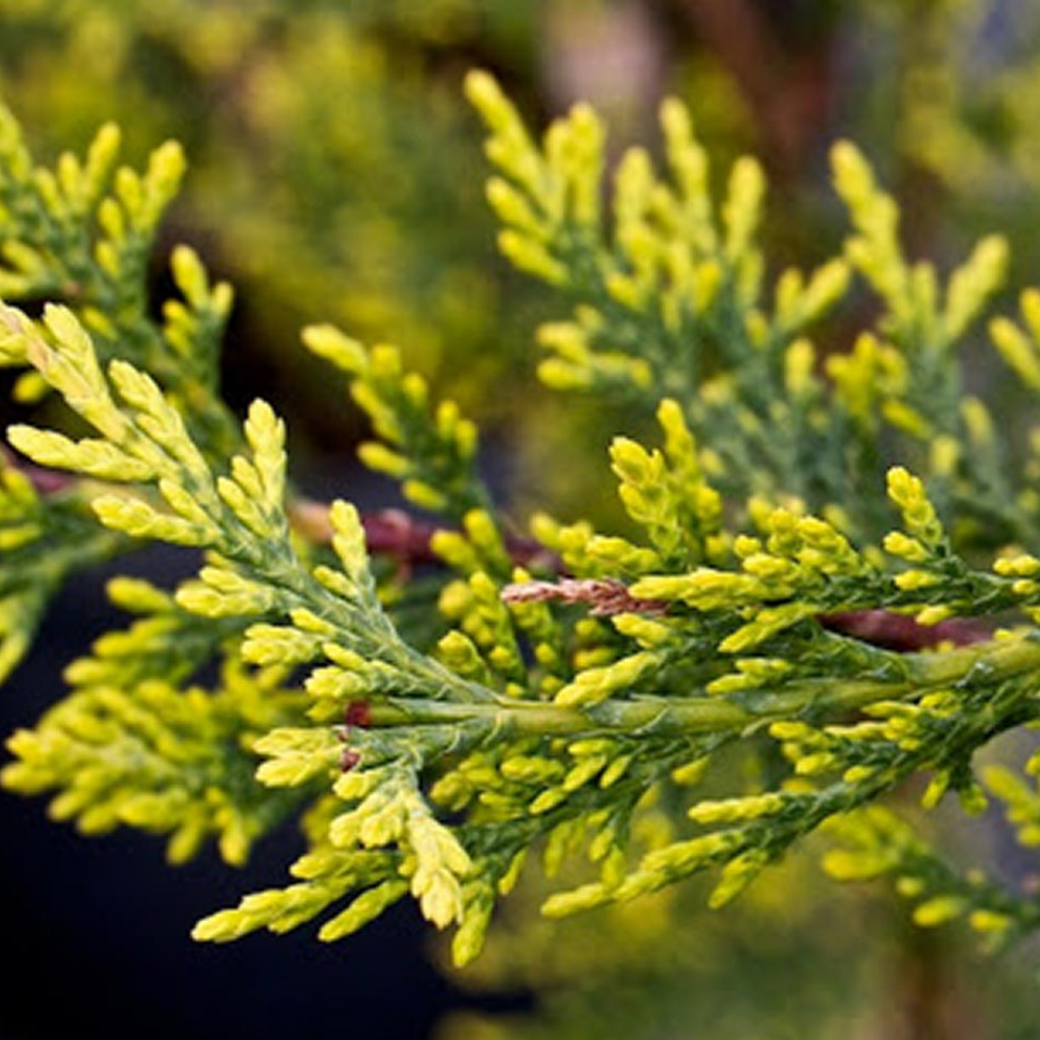 Cupressocyparis leylandii Castlewellan Gold - Leyland Cypress