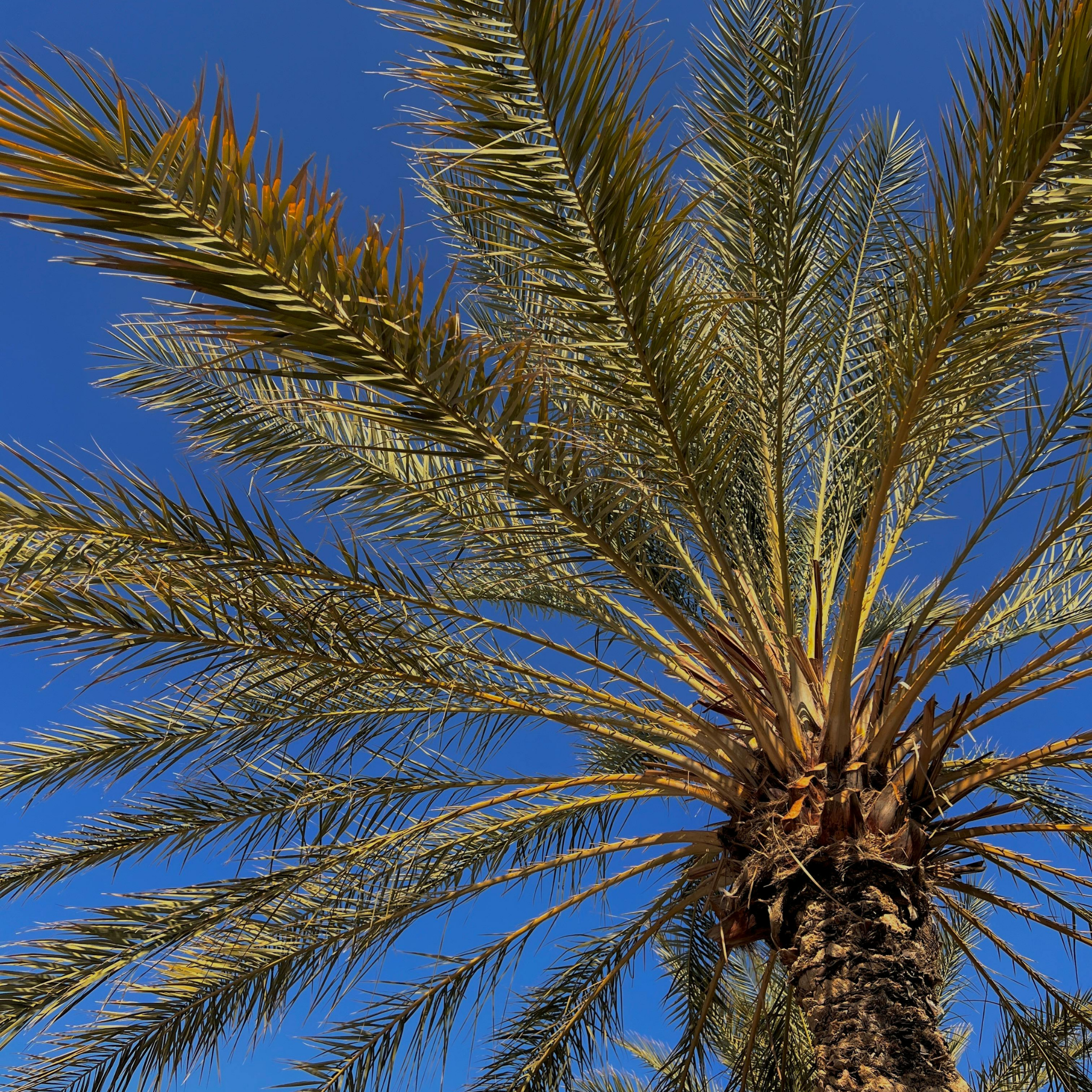 Palm tree against a clear blue sky