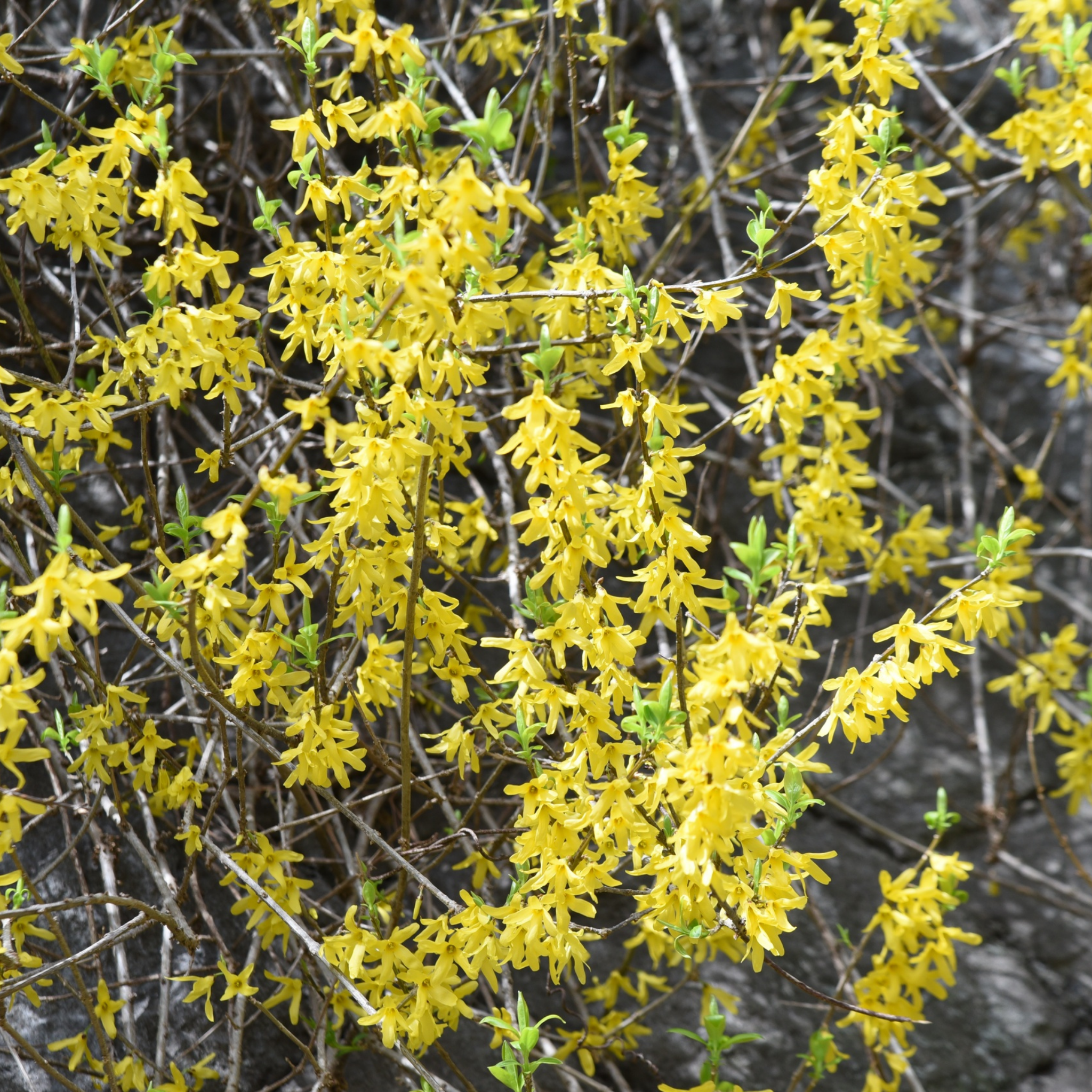 Border Forsythia - Forsythia intermedia Beatrix Farrand