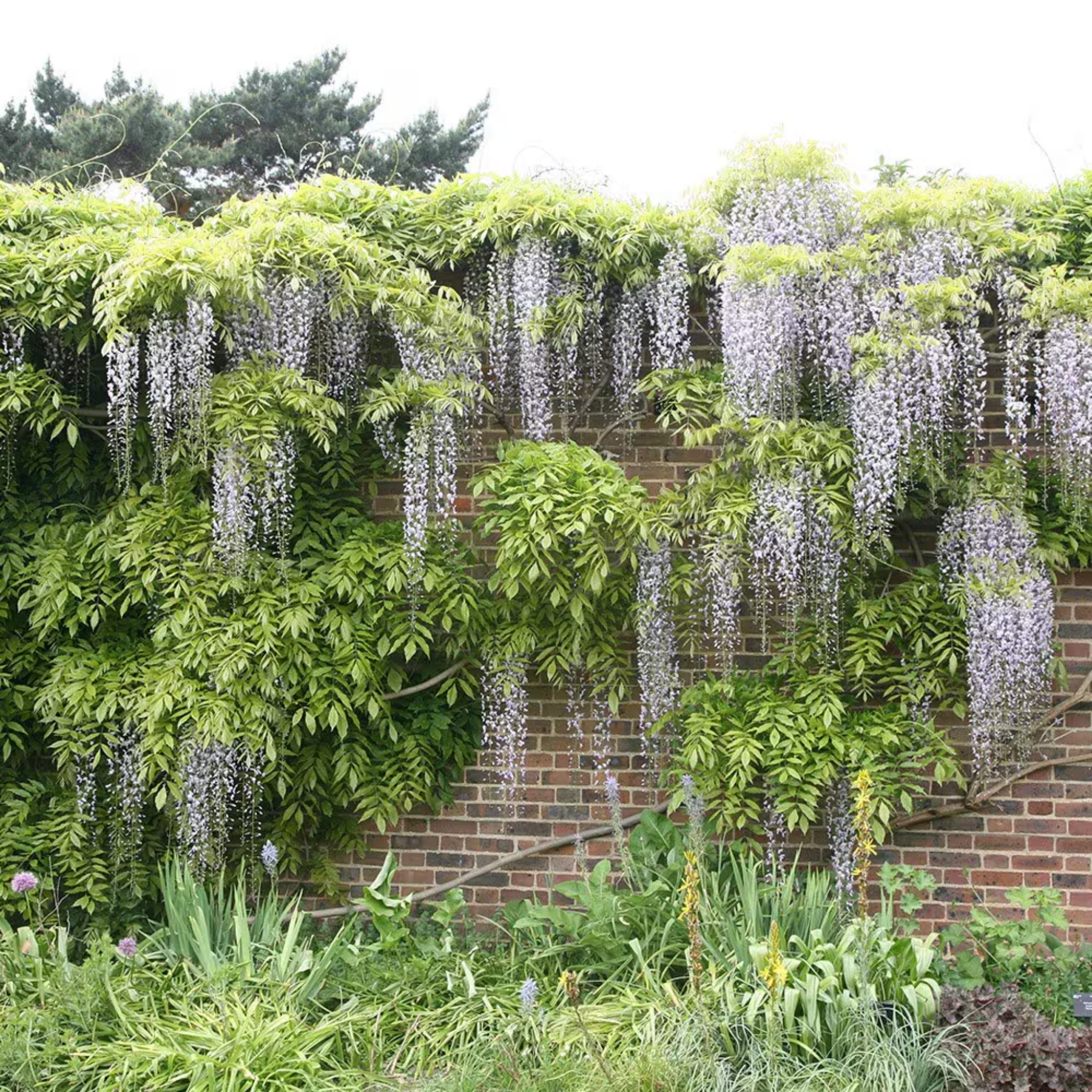 White Japanese Wisteria - Wisteria floribunda Alba