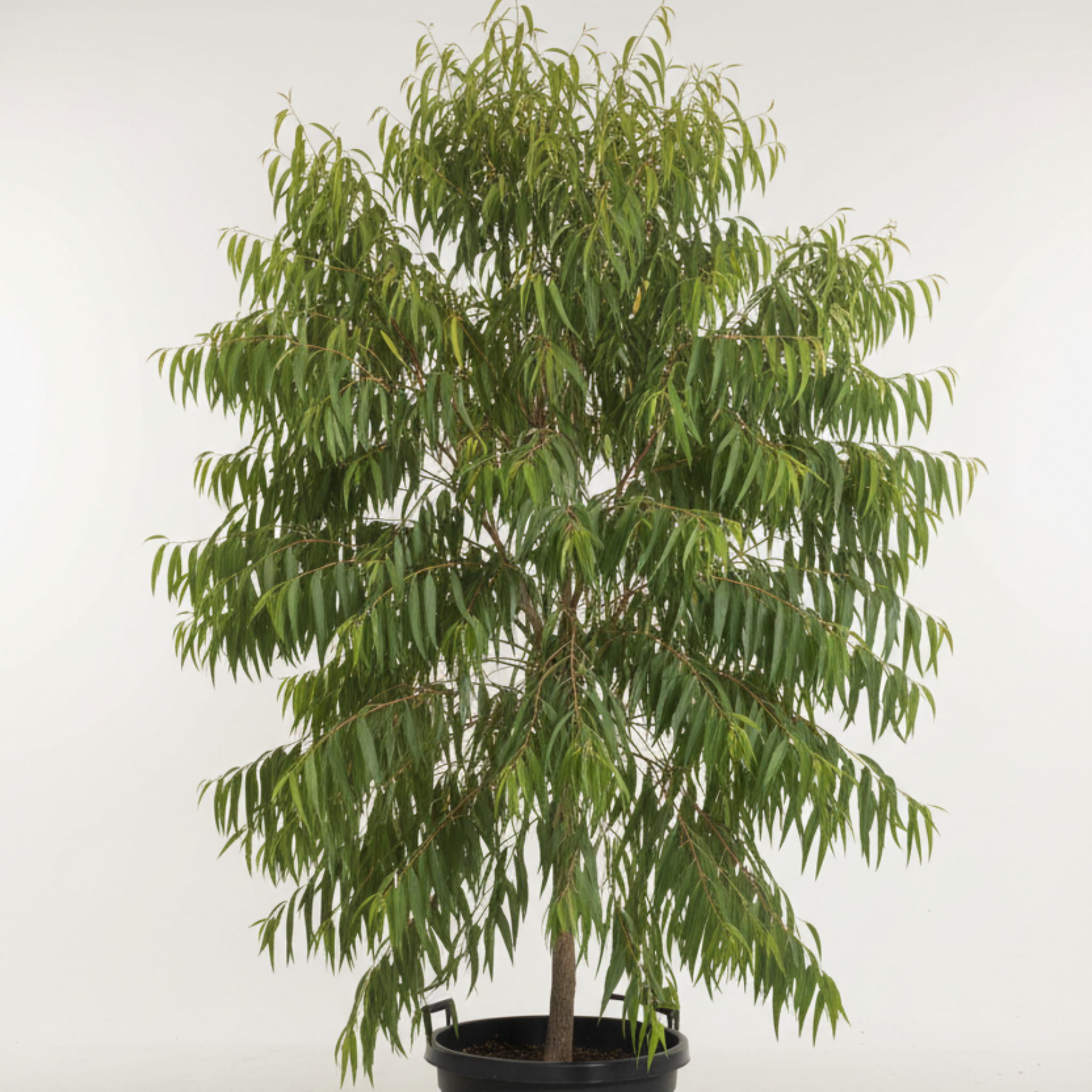 Lemon Scented Gum Scentuous - Corymbia citriodora 'Scentuous'