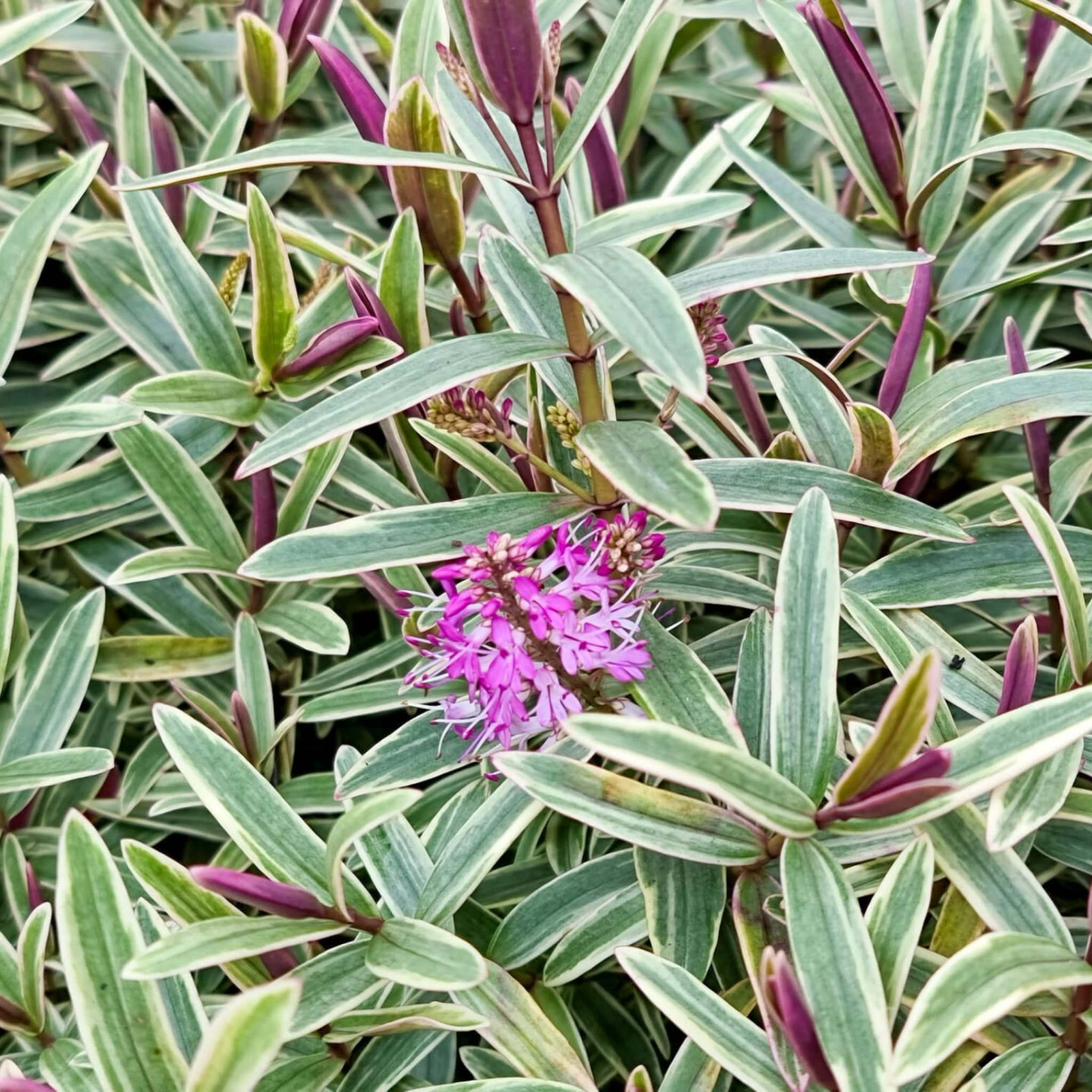 Hebe hybrida Annies Winter Wonder