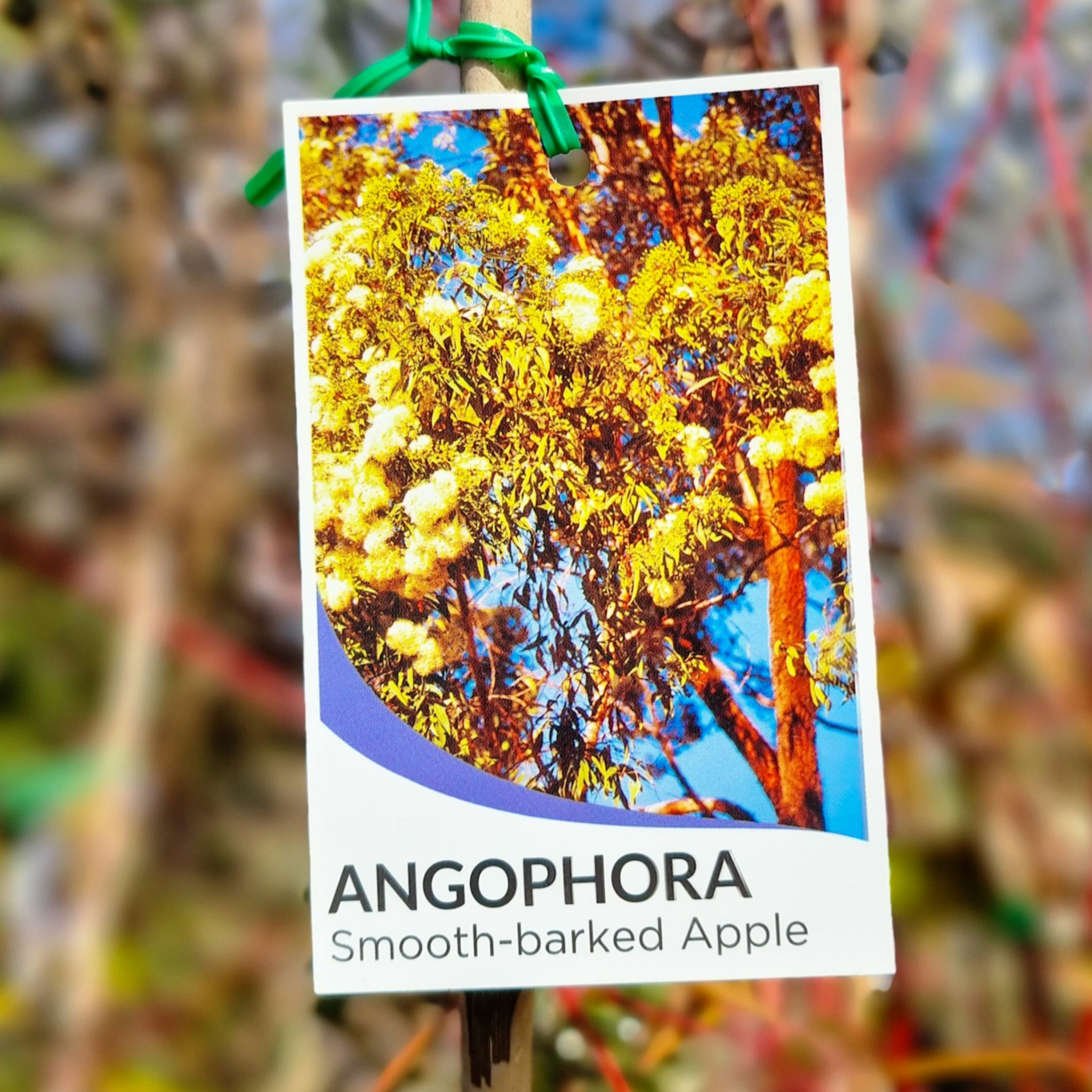 Sydney Red Gum / Smooth Barked Apple Gum / Rose Gum - Angophora costata