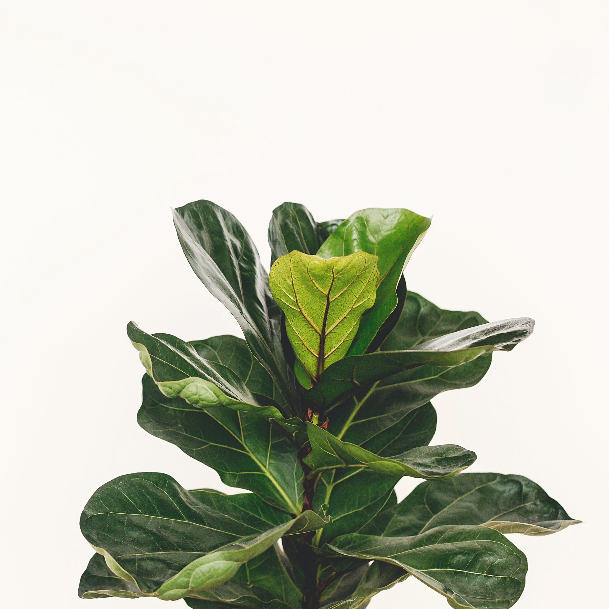 Fiddle Leaf Fig - Ficus lyrata