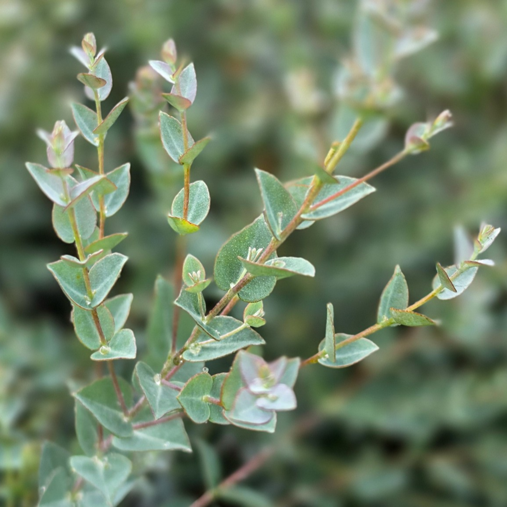 Narrow Leaved Red Mallee - Eucalyptus latens Moon Lagoon