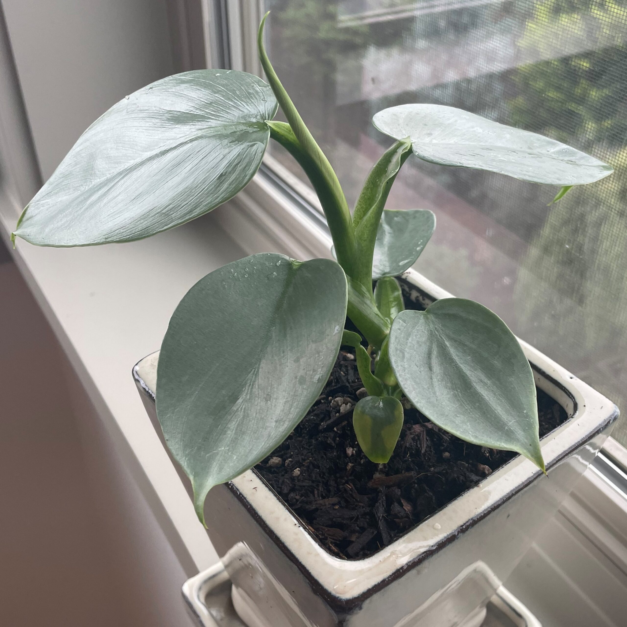 Silver Sword Philodendron - Philodendron hastatum