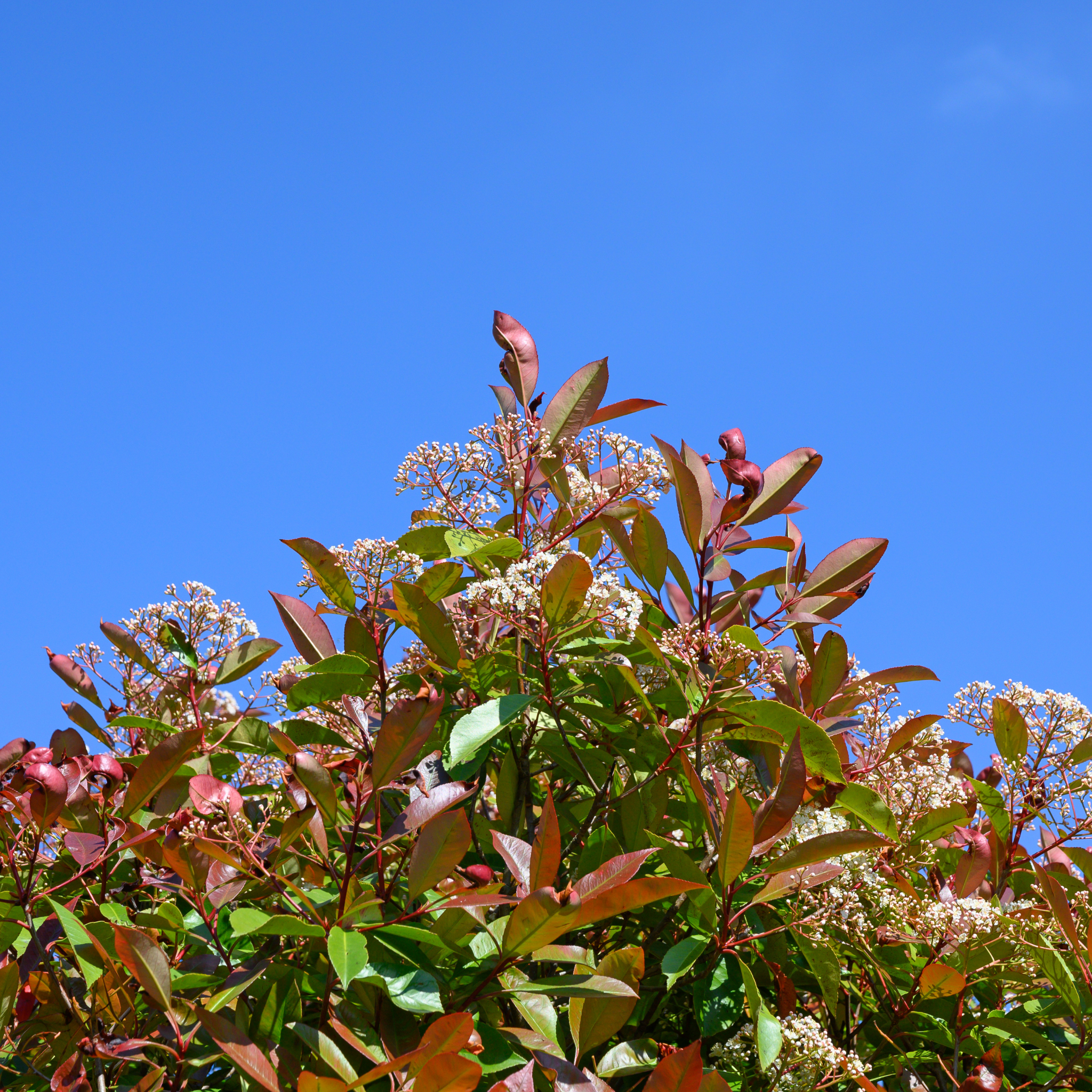 Green and red leaves against a clear blue sky