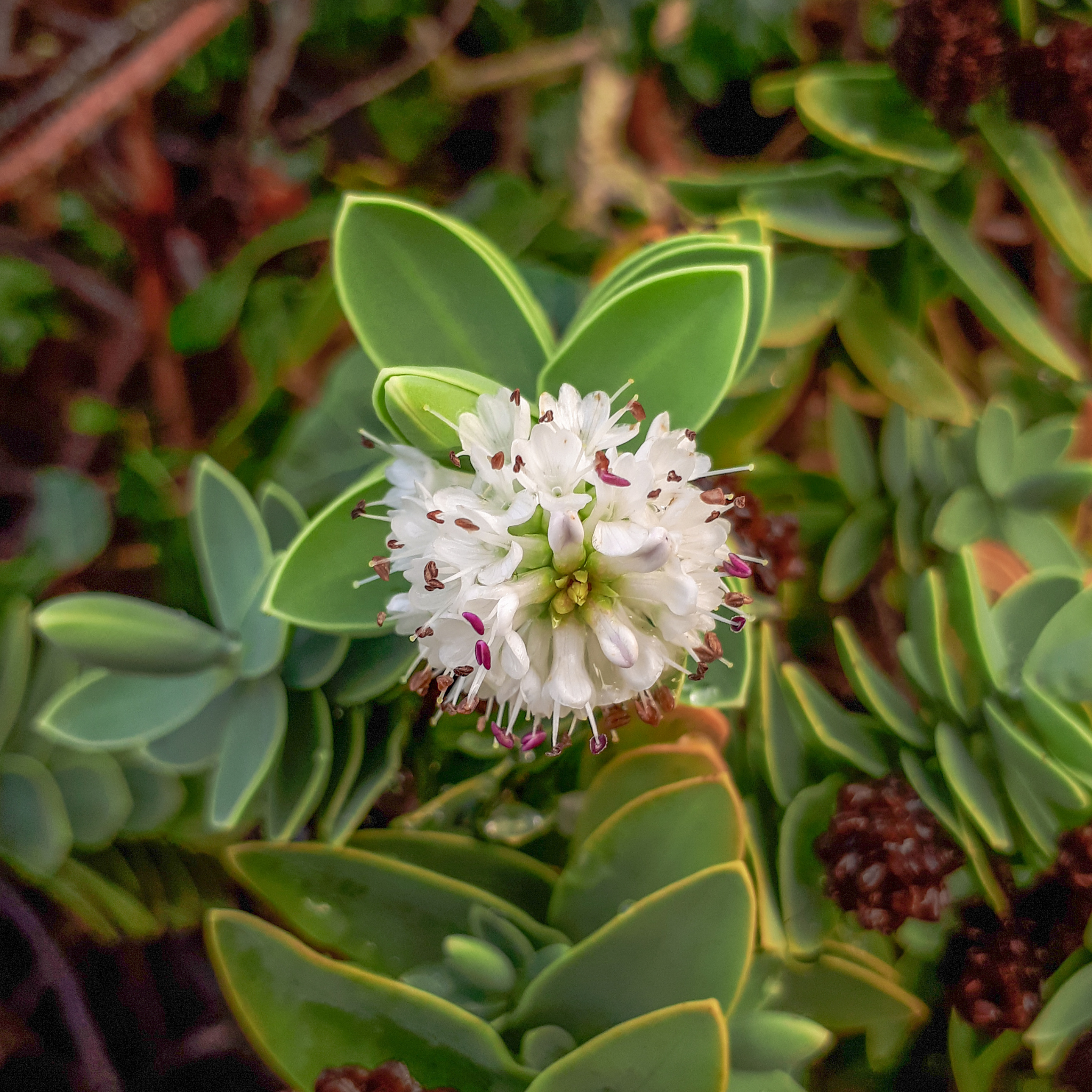 Boxwood Hebe - Hebe buxifolia