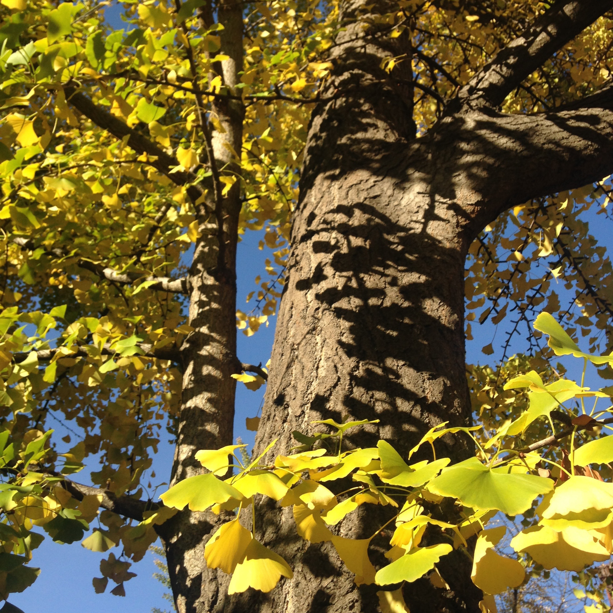 Ginkgo biloba - Maidenhair Tree Conifer