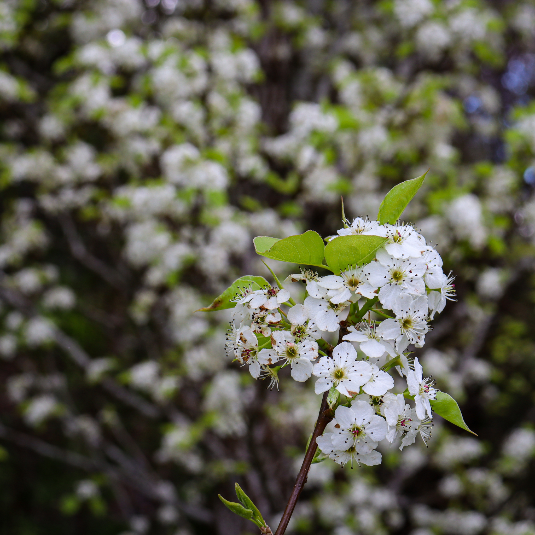 Ornamental Pear Southworth Dancer - Pyrus betulaefolia Southworth Dancer