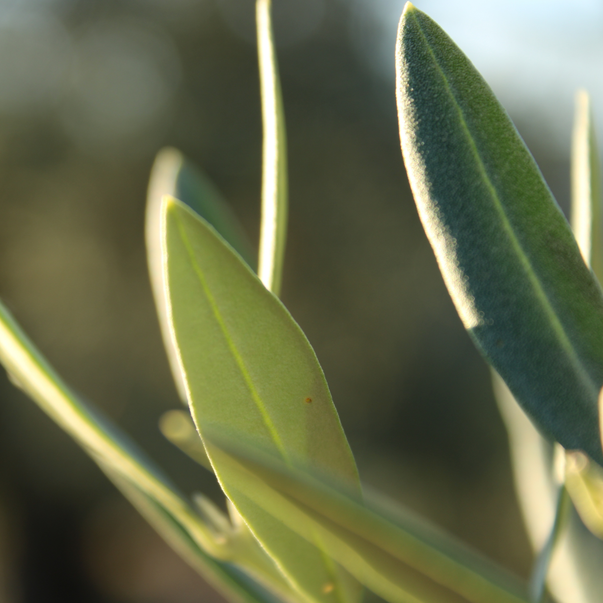 Olive Tolleys Upright - Olea europaea Tolleys Upright