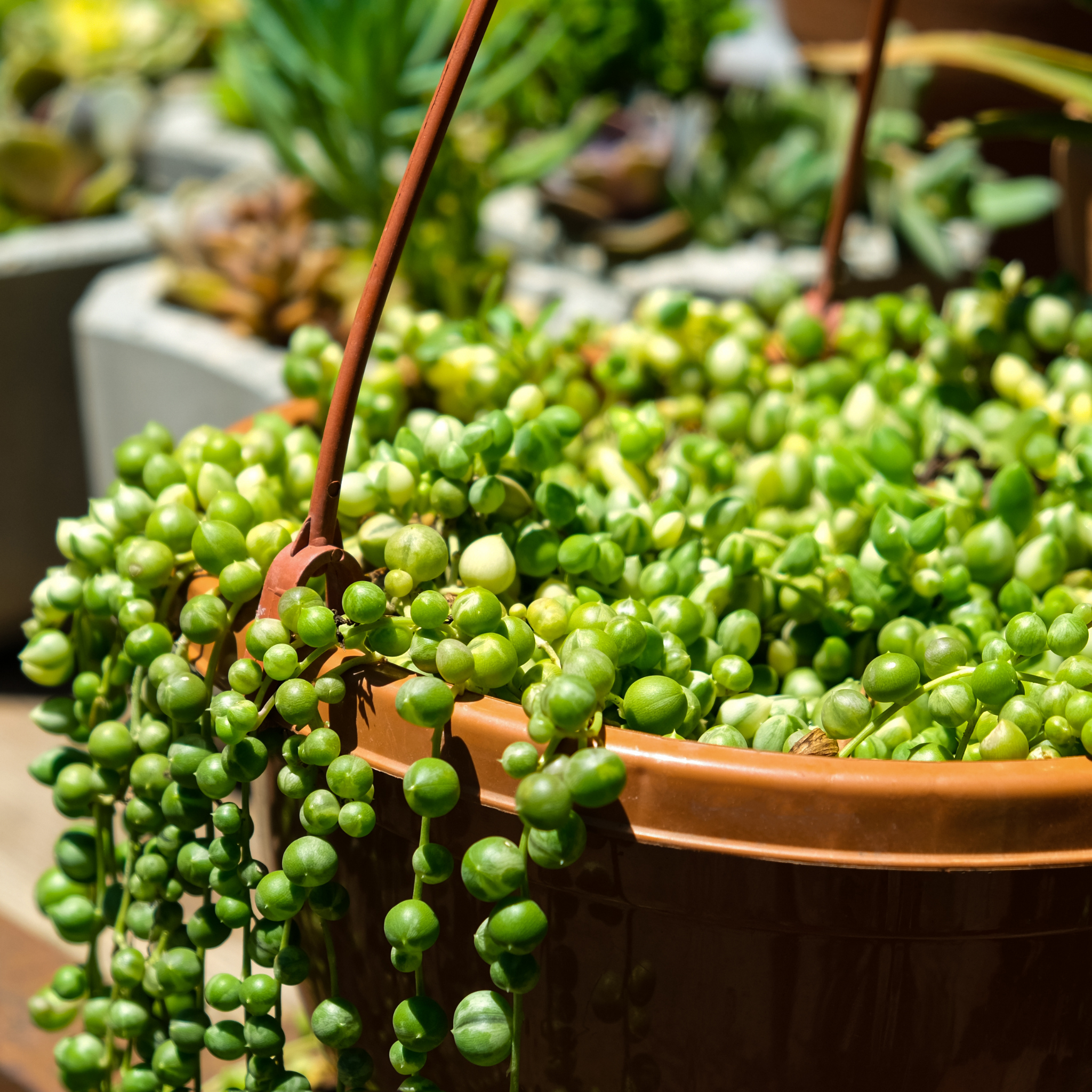 Variegated String of Pearls - Senecio rowleyanus Variegata