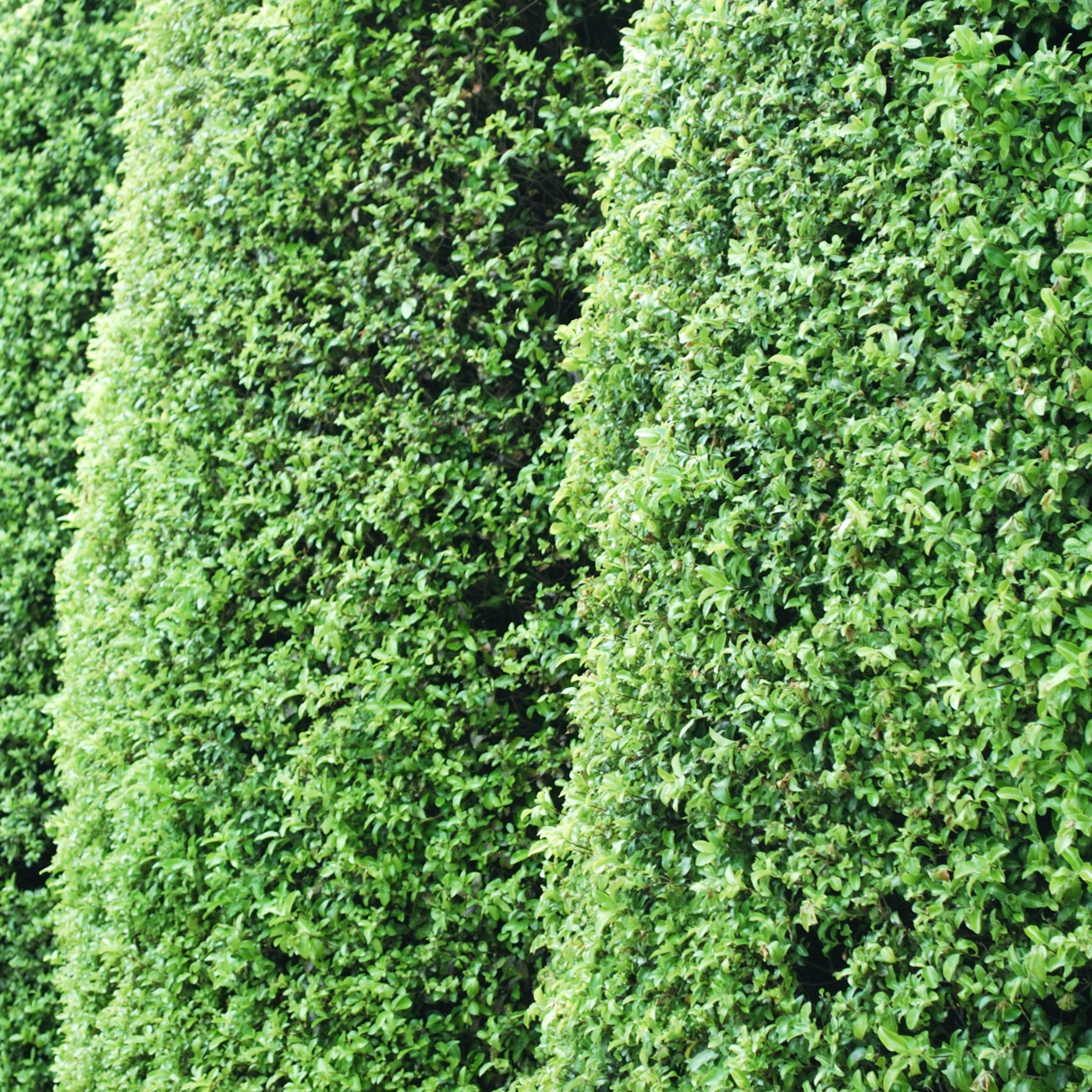 Pittosporum tenuifolium 'Pinnacle'