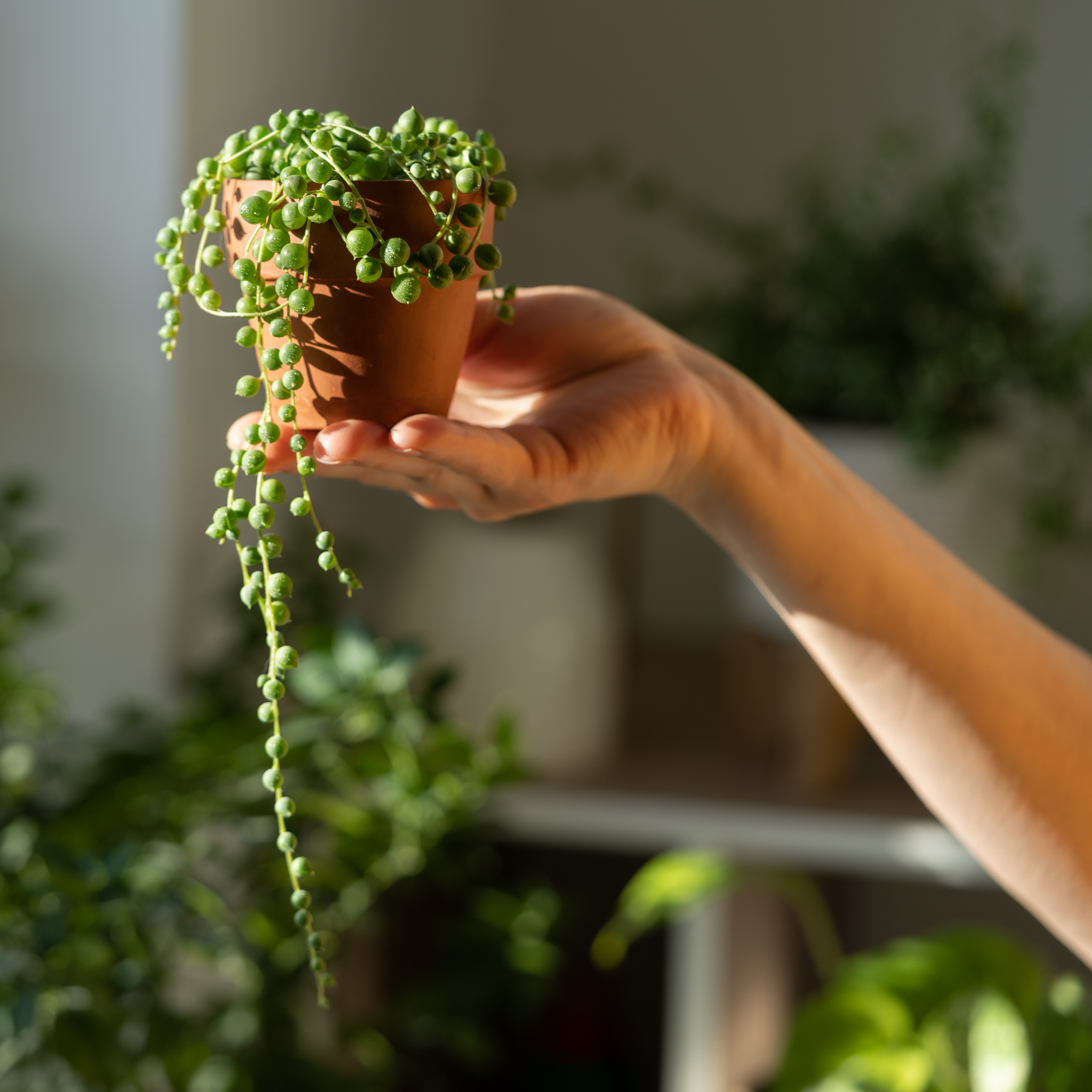 String of Pearls - Senecio rowleyanus String of Beads Succulent