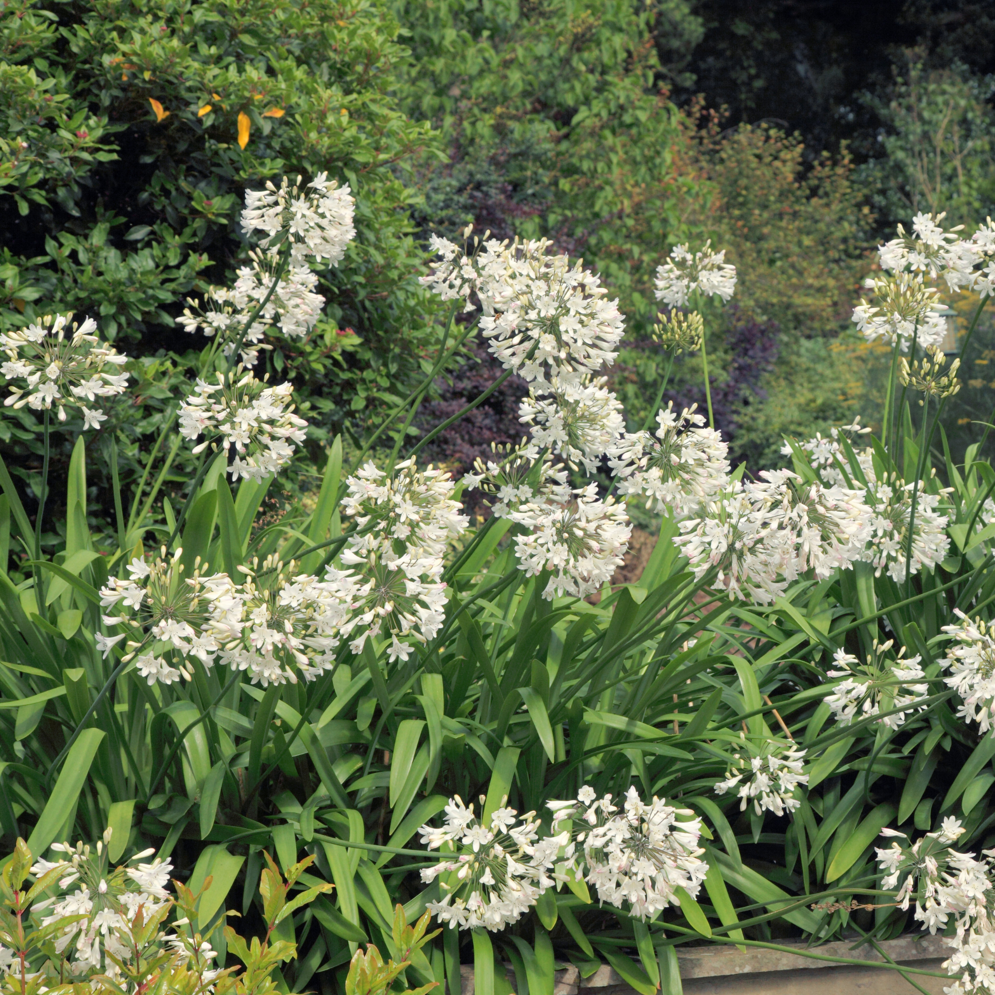 Dwarf White Agapanthus praecox - Lily of the Nile, African Lily