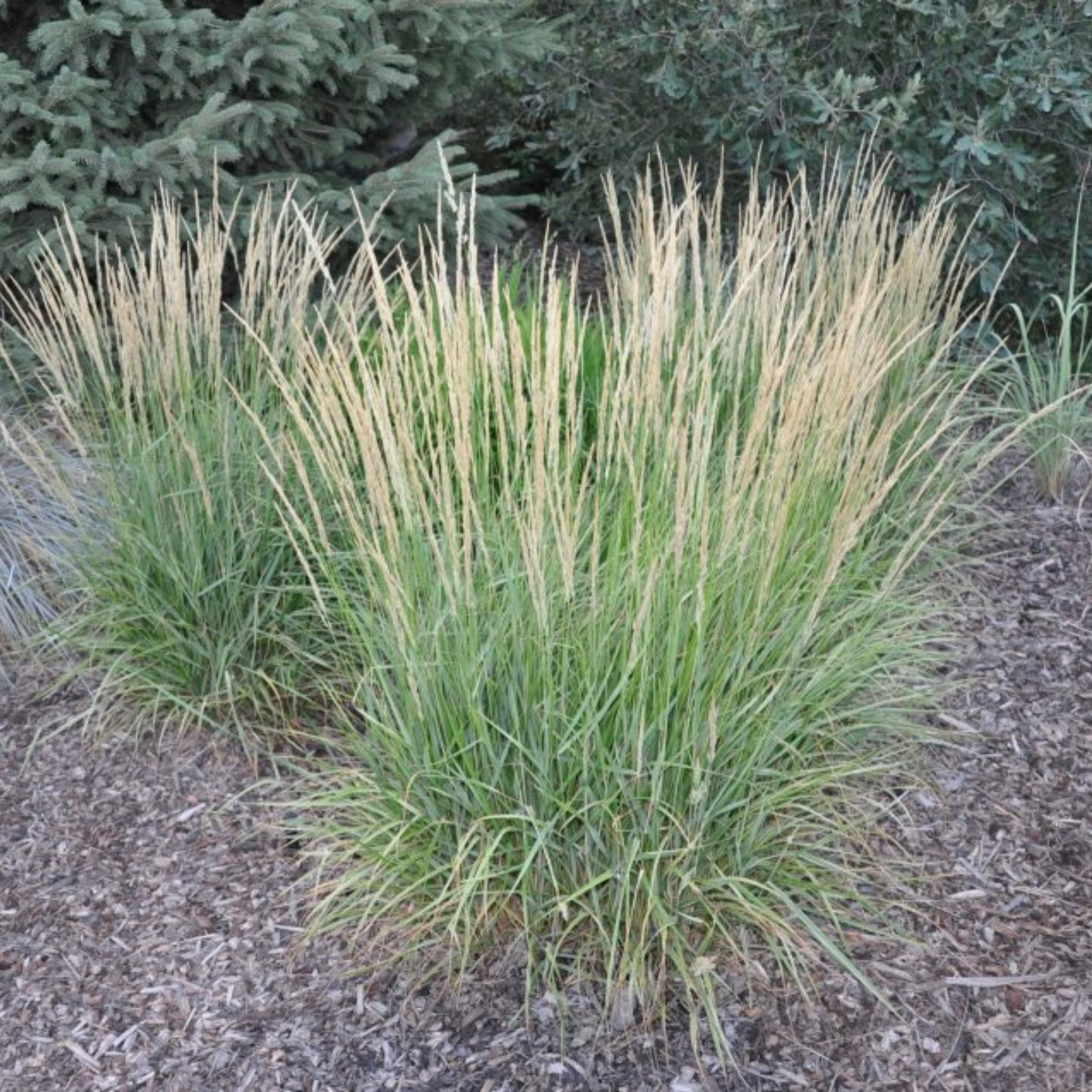 Tall grass plants with a tree in the background