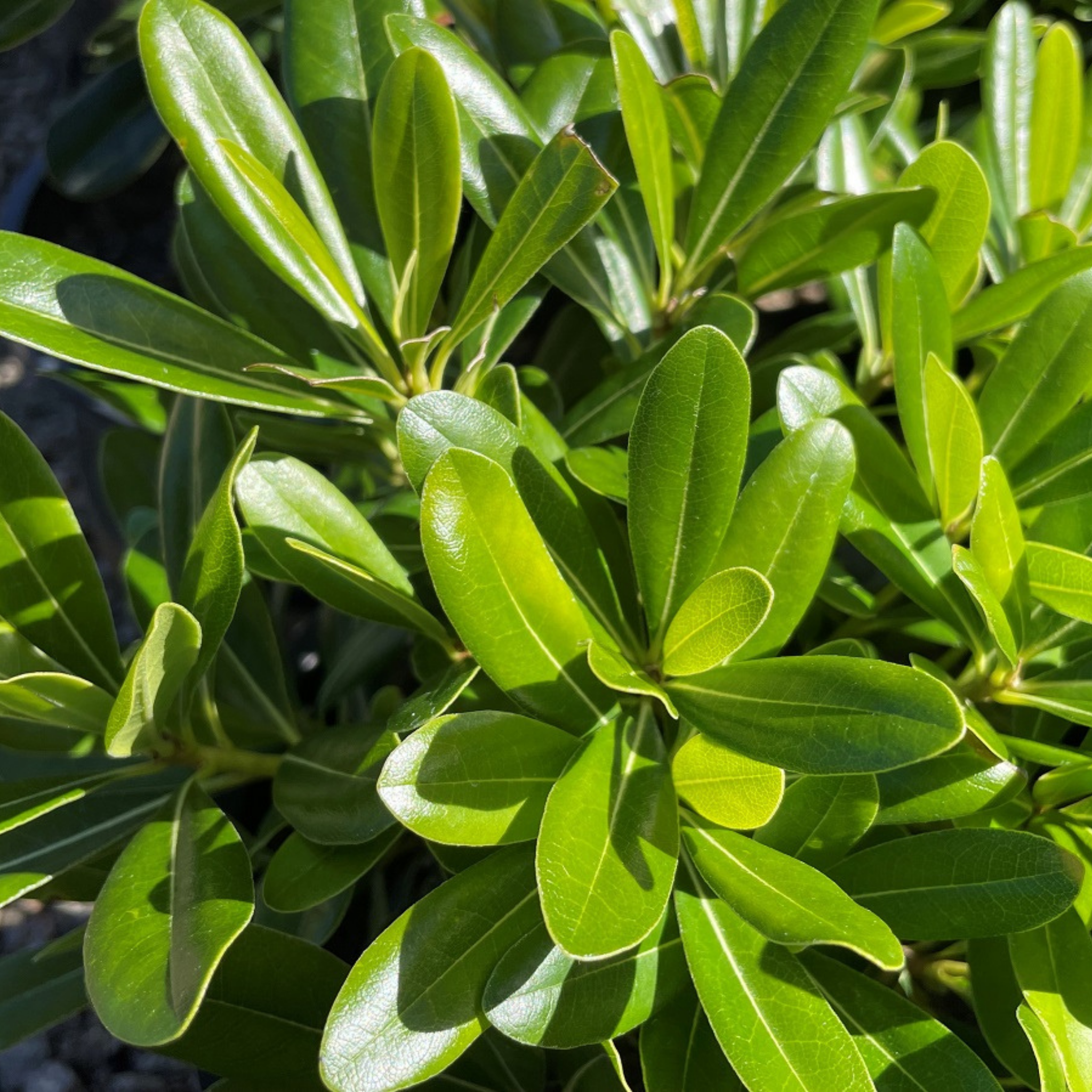 Close-up of green leaves with a blurred background