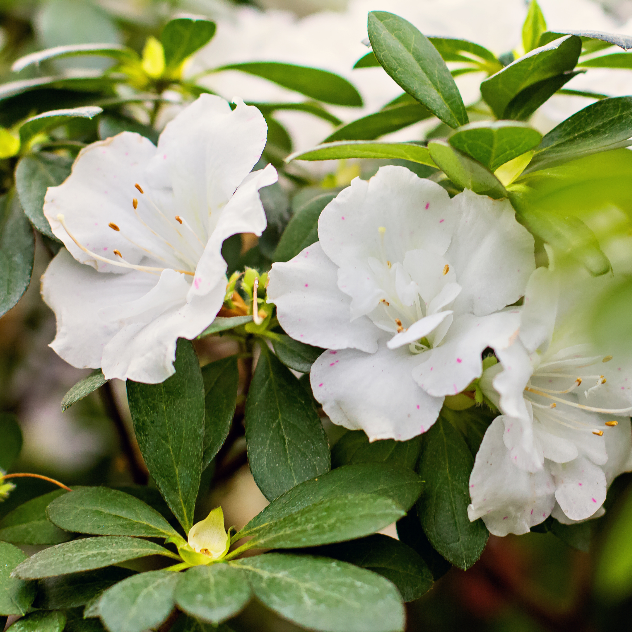 Close-up of white flowers with green leaves