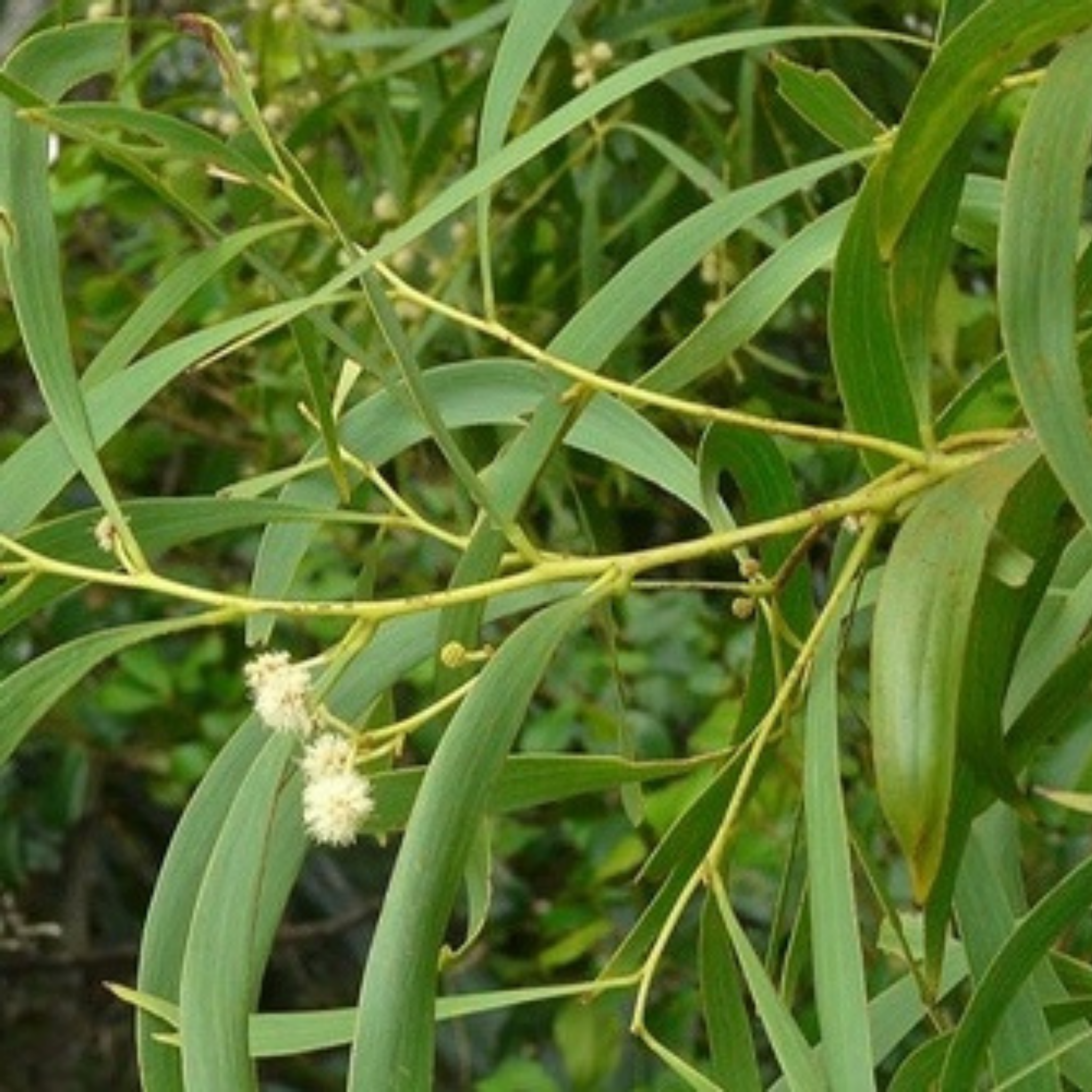 Acacia Implexa Lightwood - Acacia Implexa