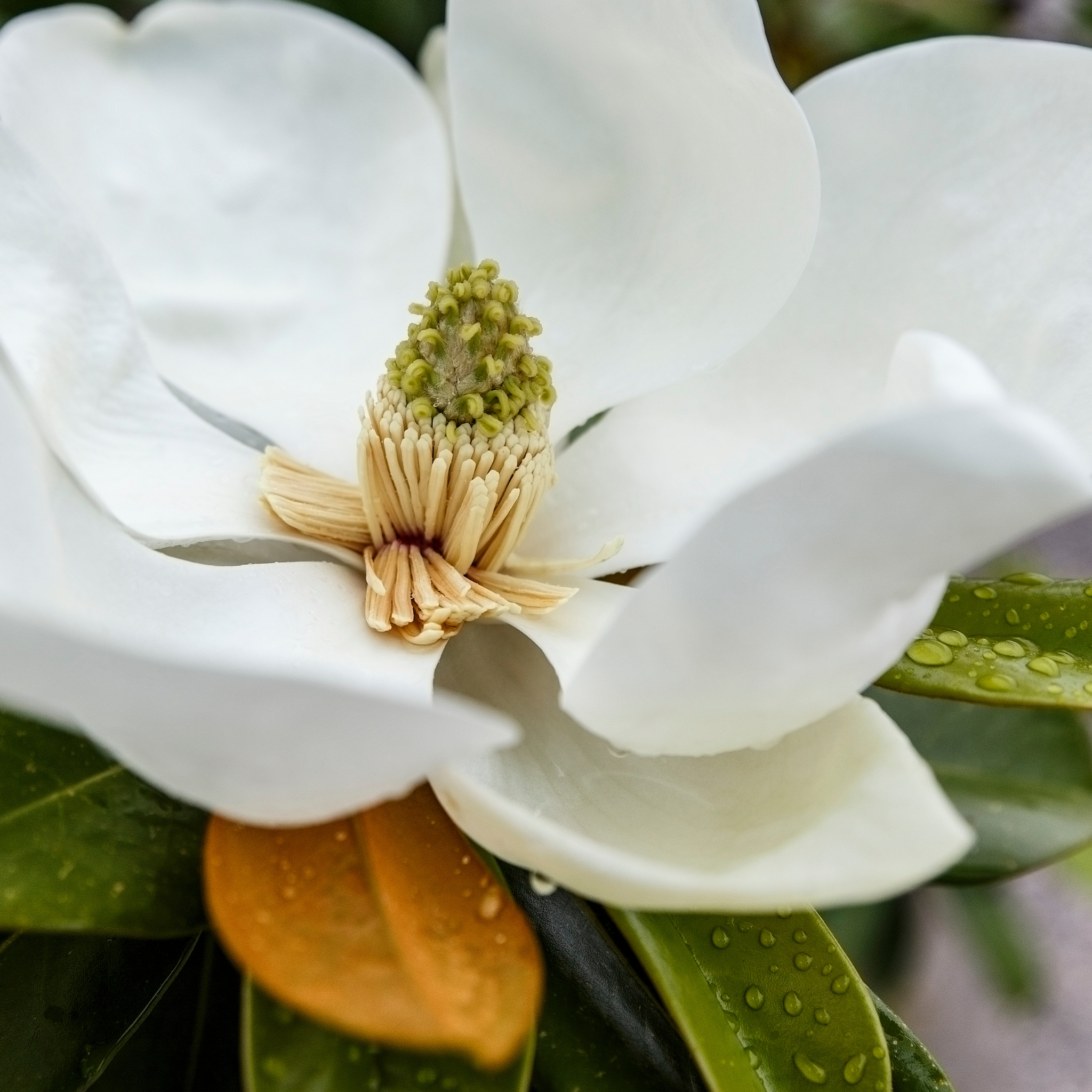 Magnolia Sweet and Neat - Magnolia grandiflora Sweet N Neat