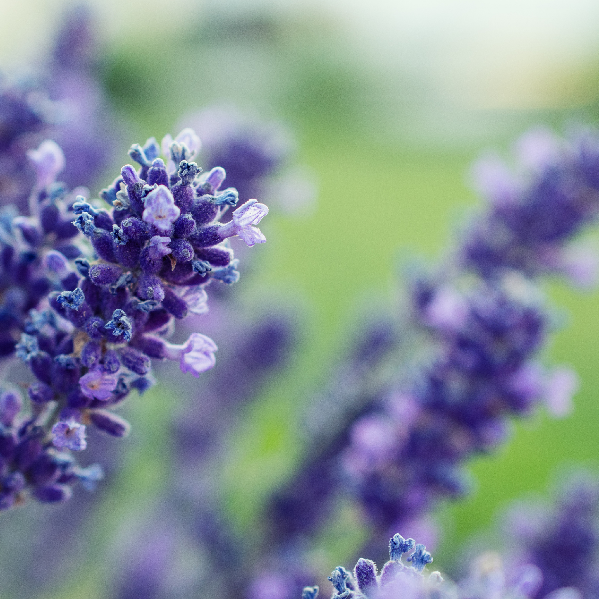 Dutch Lavender - Lavandula intermedia 'Grosso'