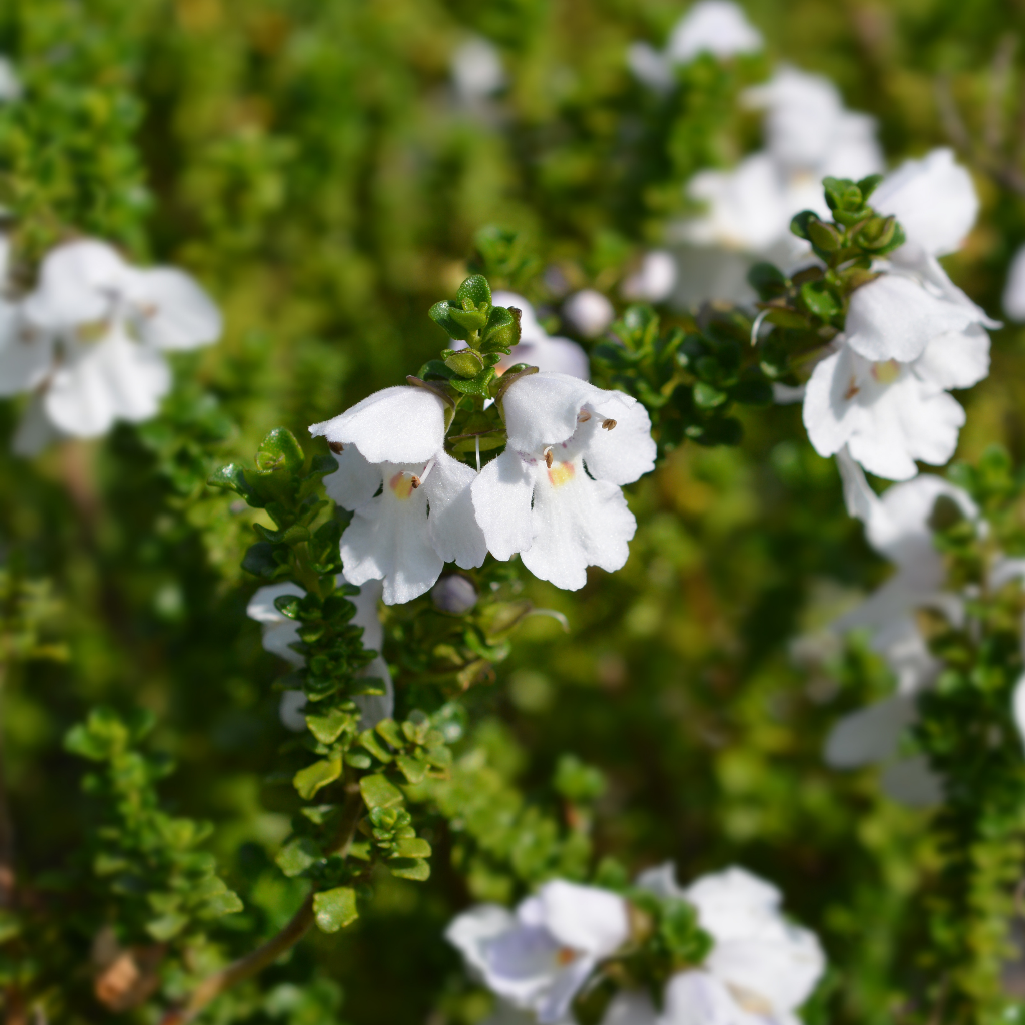 Cool Mint Alpine Mint Bush - Prostanthera cuneata Cool Mint