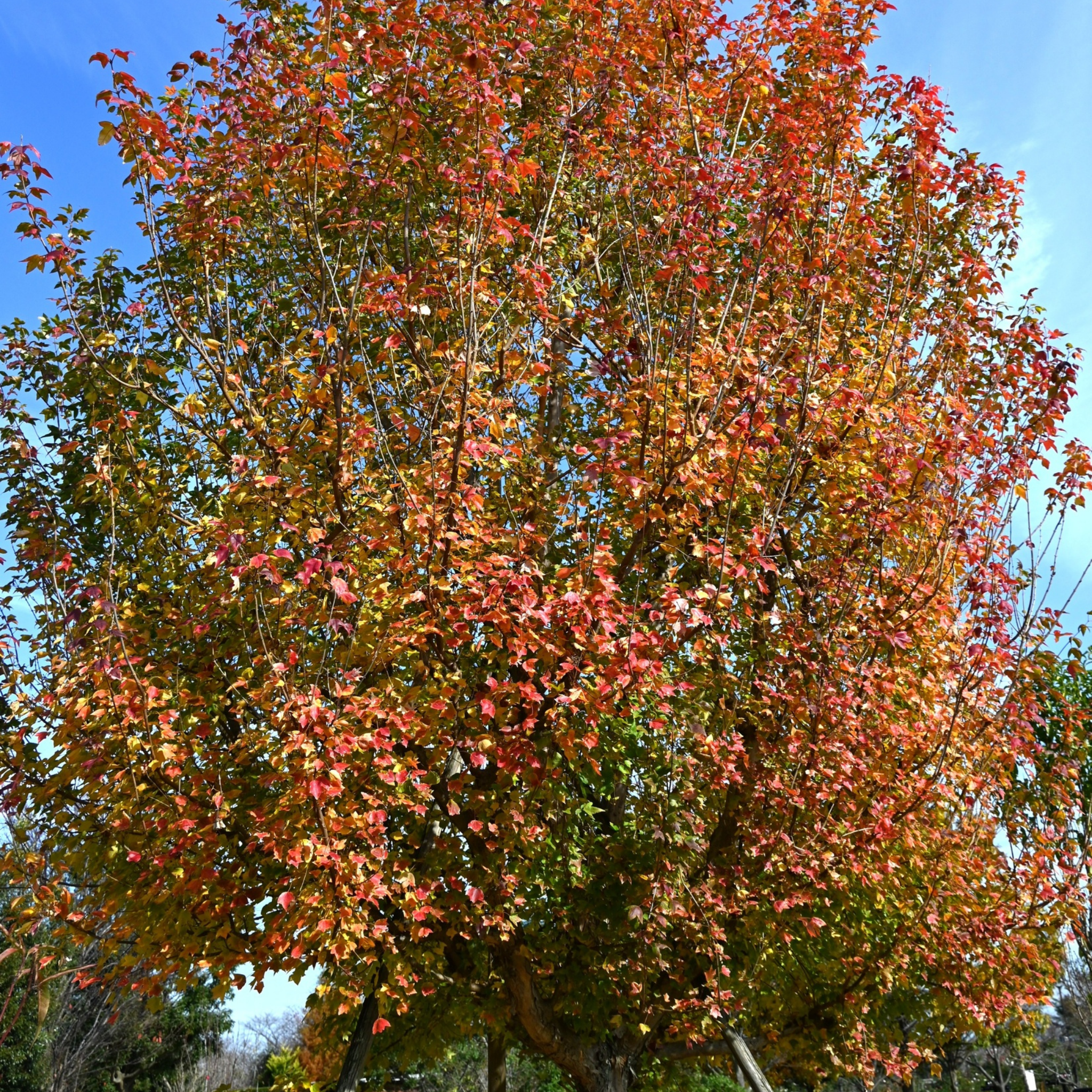 Tree with autumn foliage against a blue sky