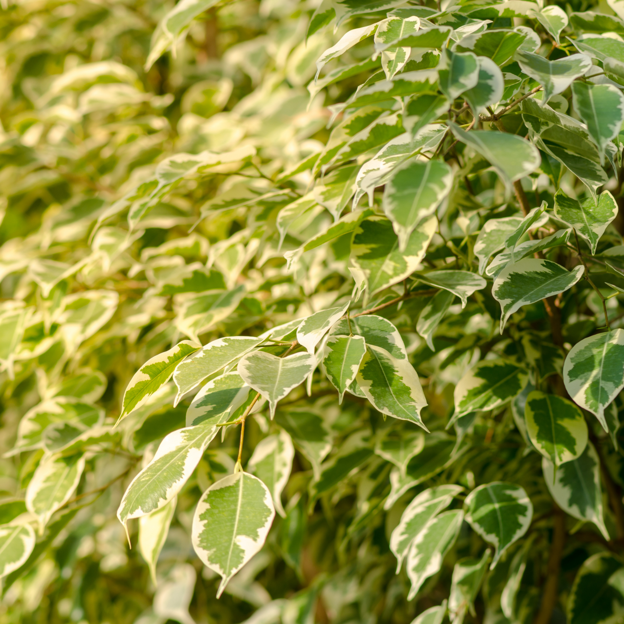 Variegated Weeping Fig - Ficus benjamina Variegata
