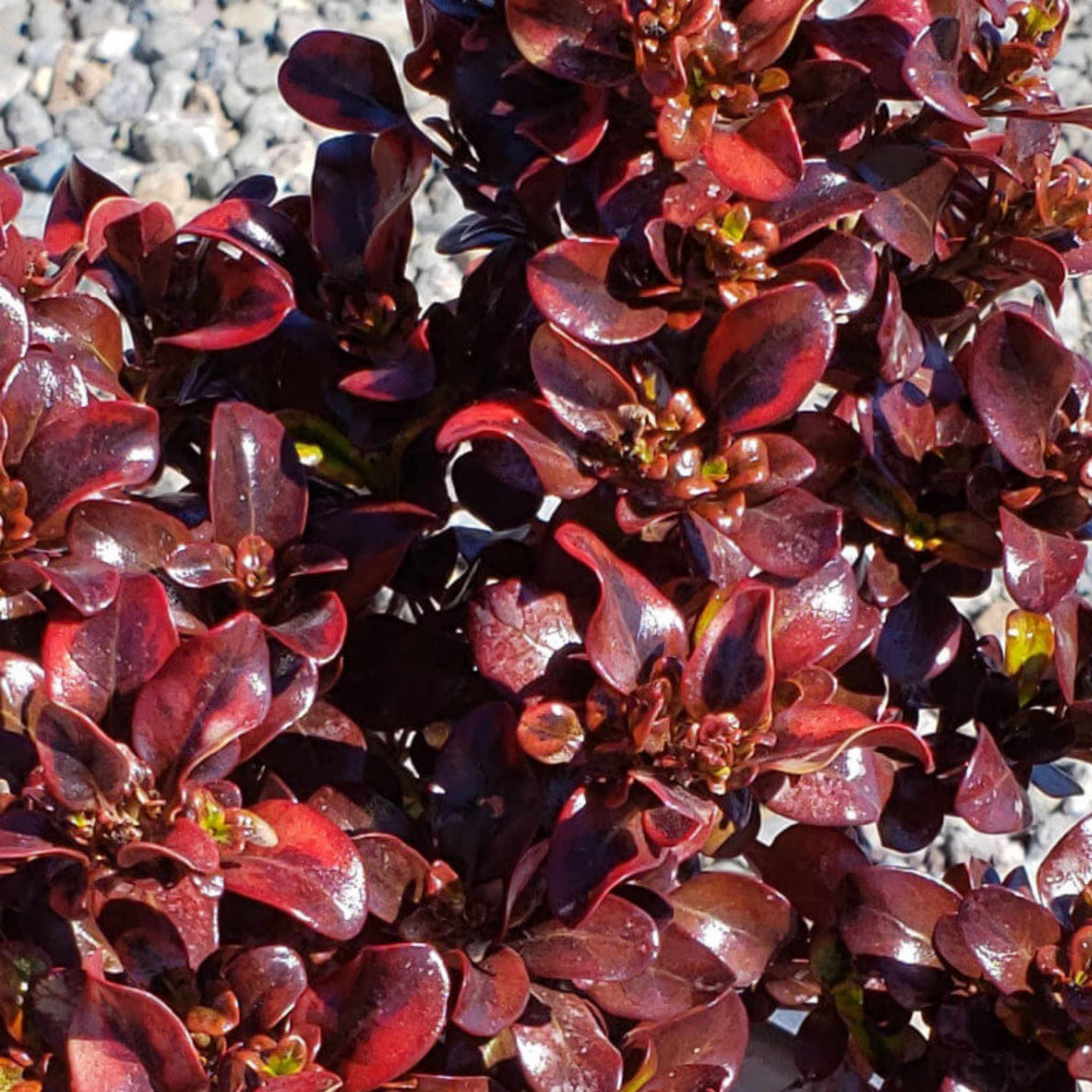 Mirror Bush Tequila Sunrise - Coprosma repens 'Tequila Sunrise'