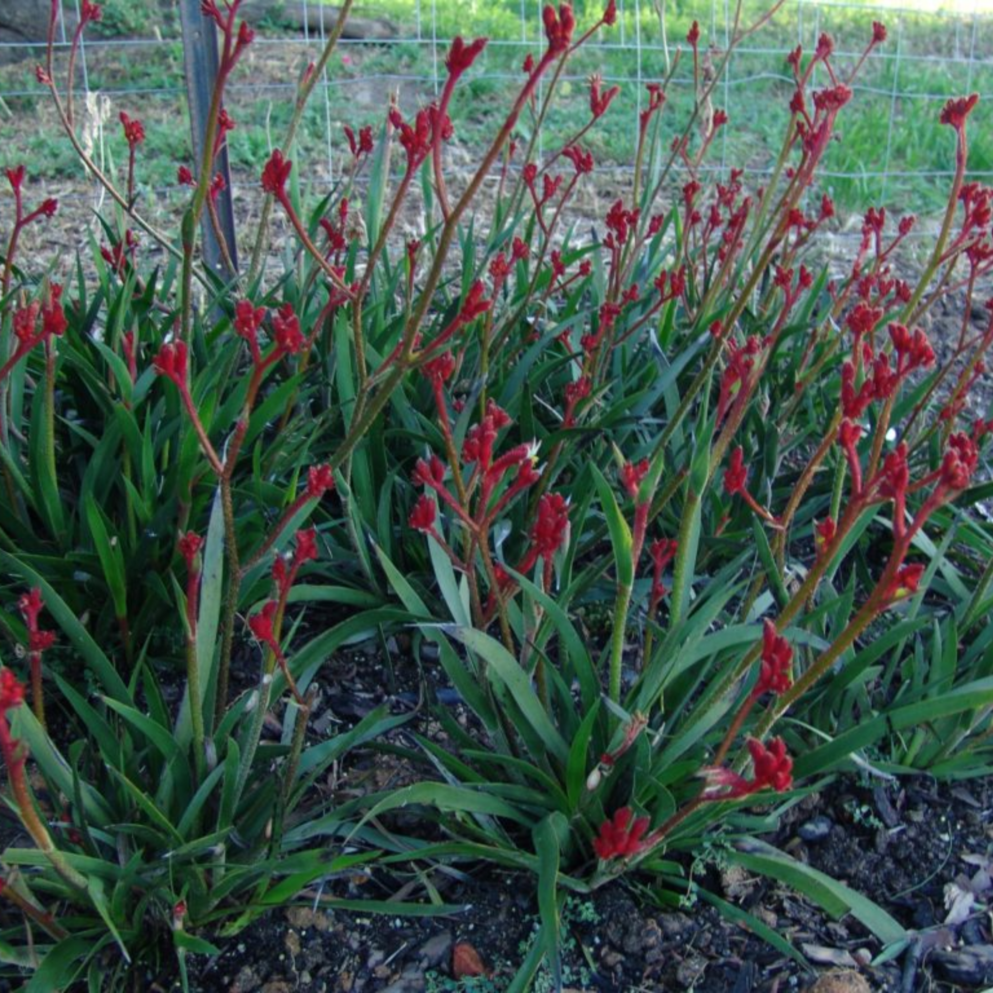 Kangaroo Paw 'Ruby Velvet' - Anigozanthos hybrida