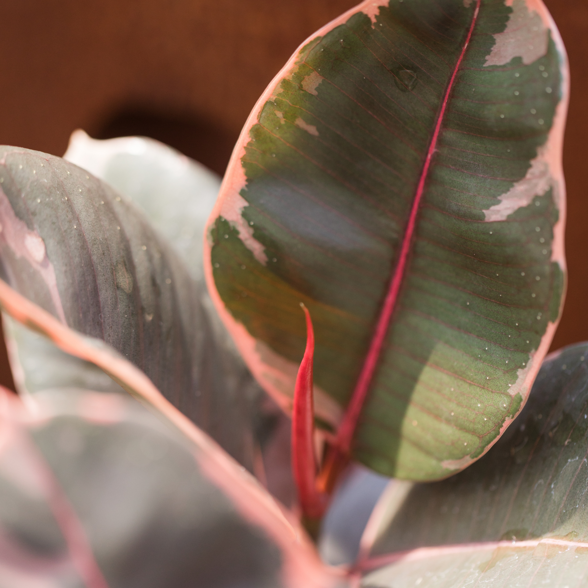Red Rubber Tree Plant - Ficus elastica Ruby