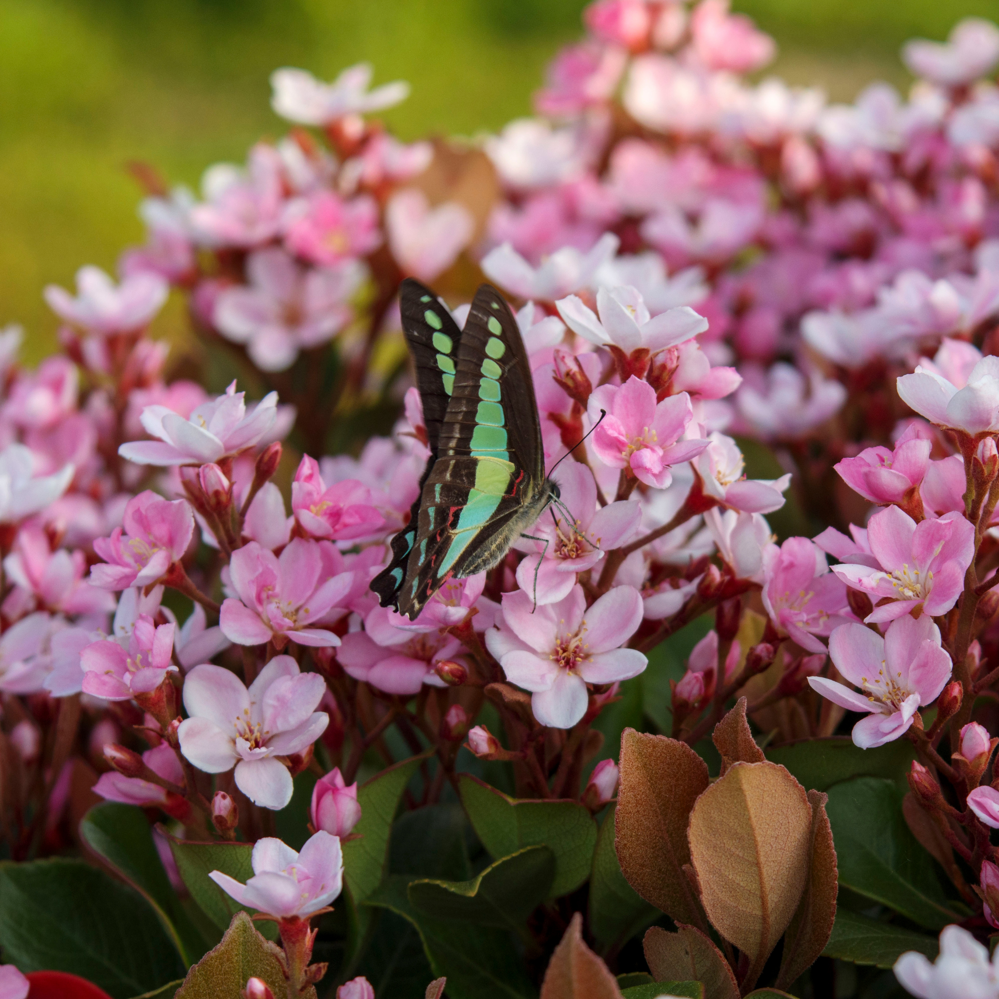 Indian hawthorn - Rhaphiolepis indica