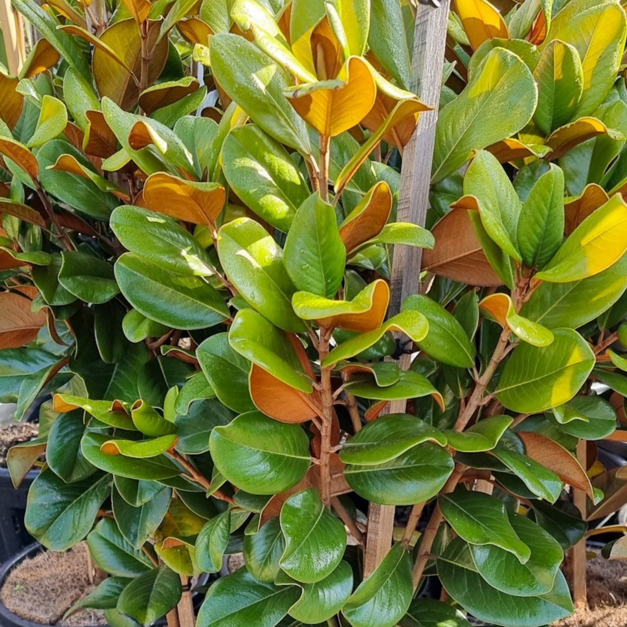 Magnolia Teddy Bear - Magnolia grandiflora Teddy Bear