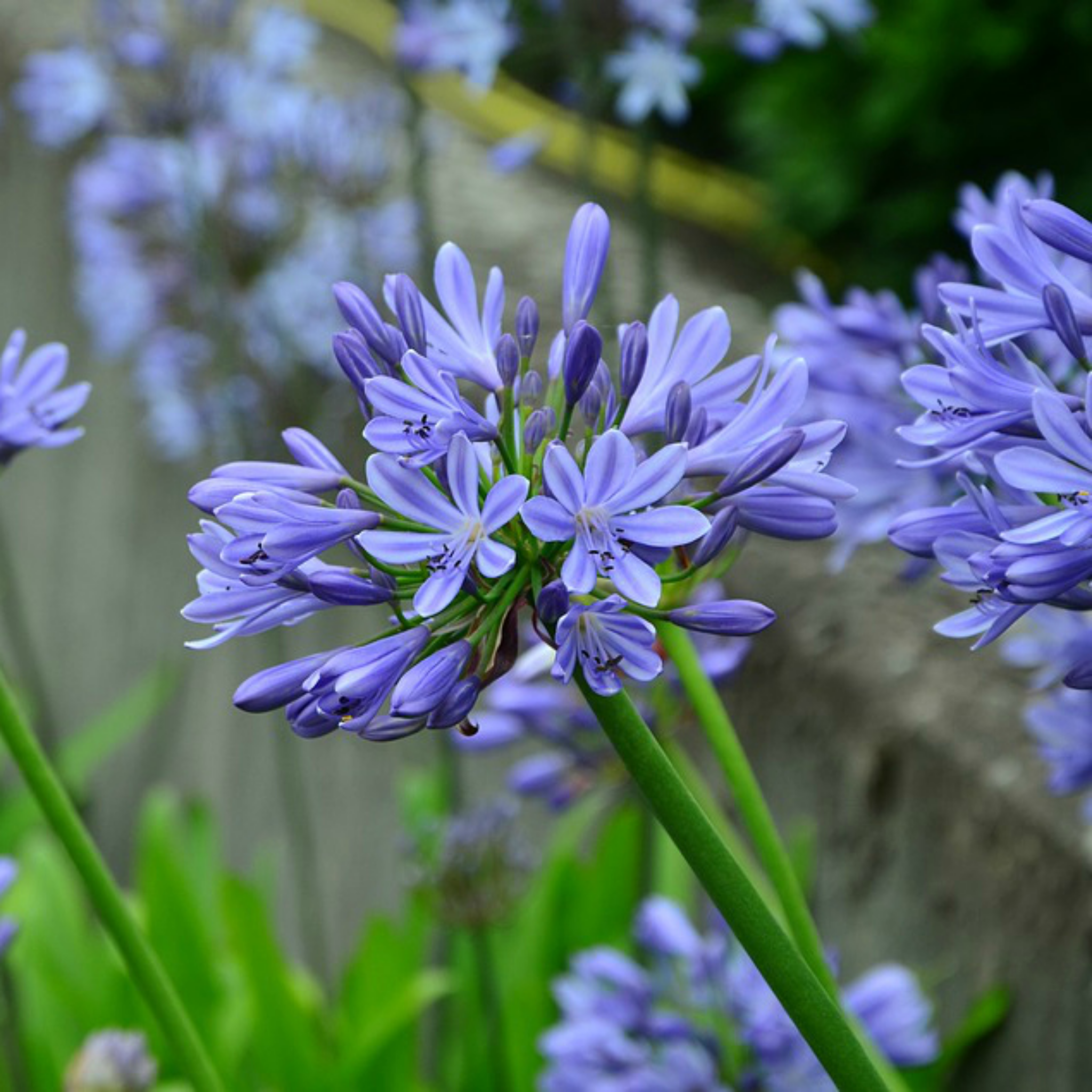 Agapanthus hybrida Peter Pan - Dwarf Lily of the Nile, African Lily
