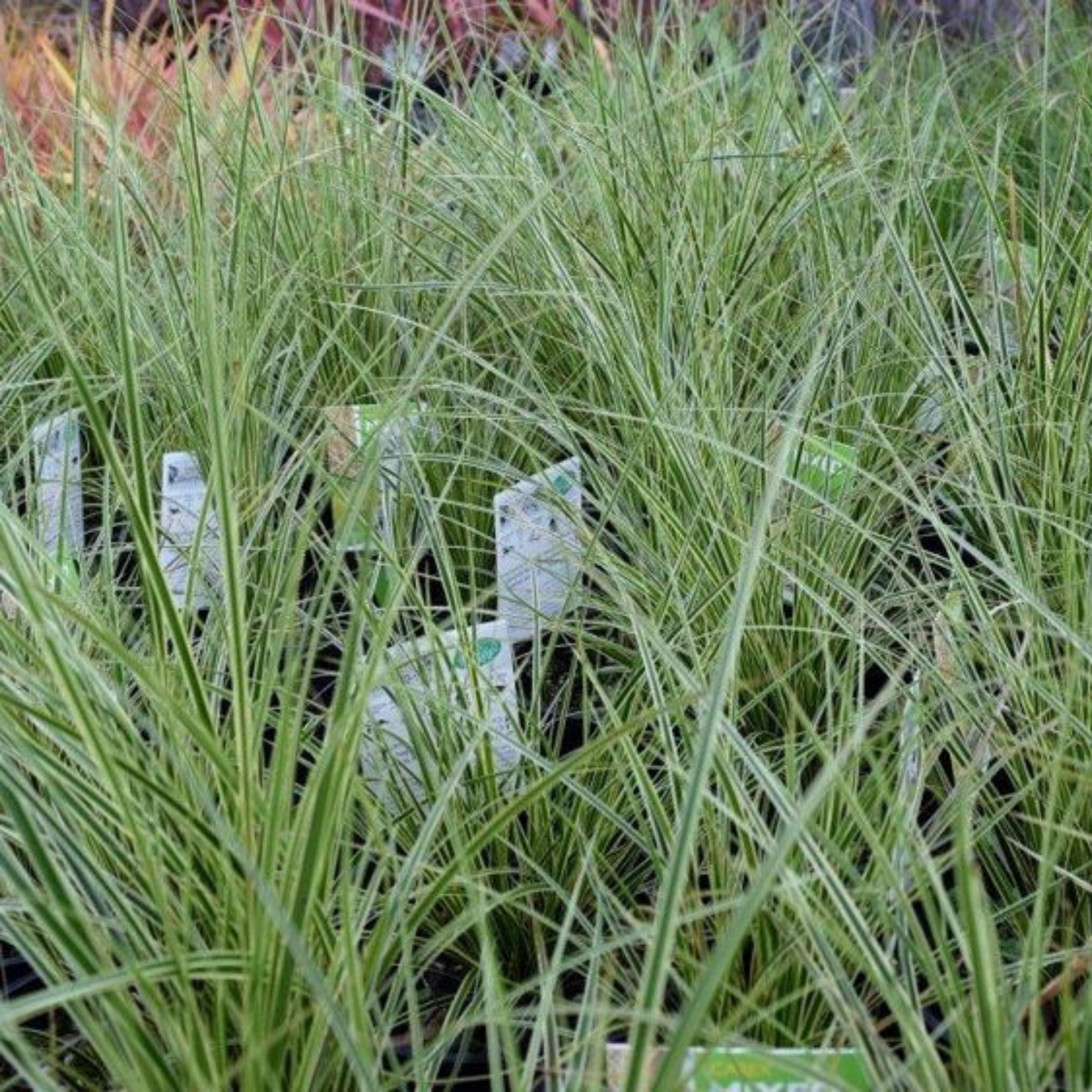 Green grass with plant labels in a garden setting