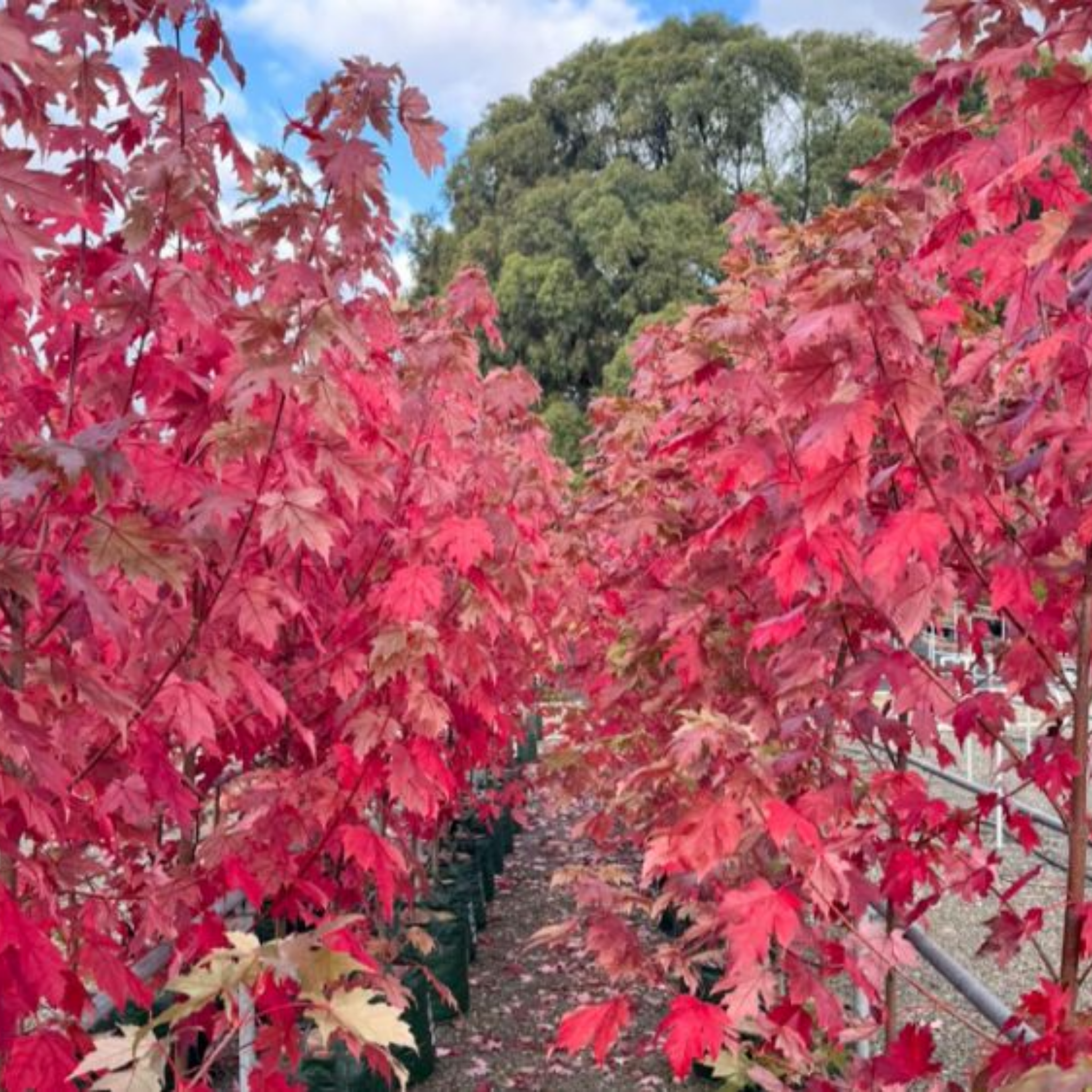 Row of trees with vibrant red leaves under a blue sky