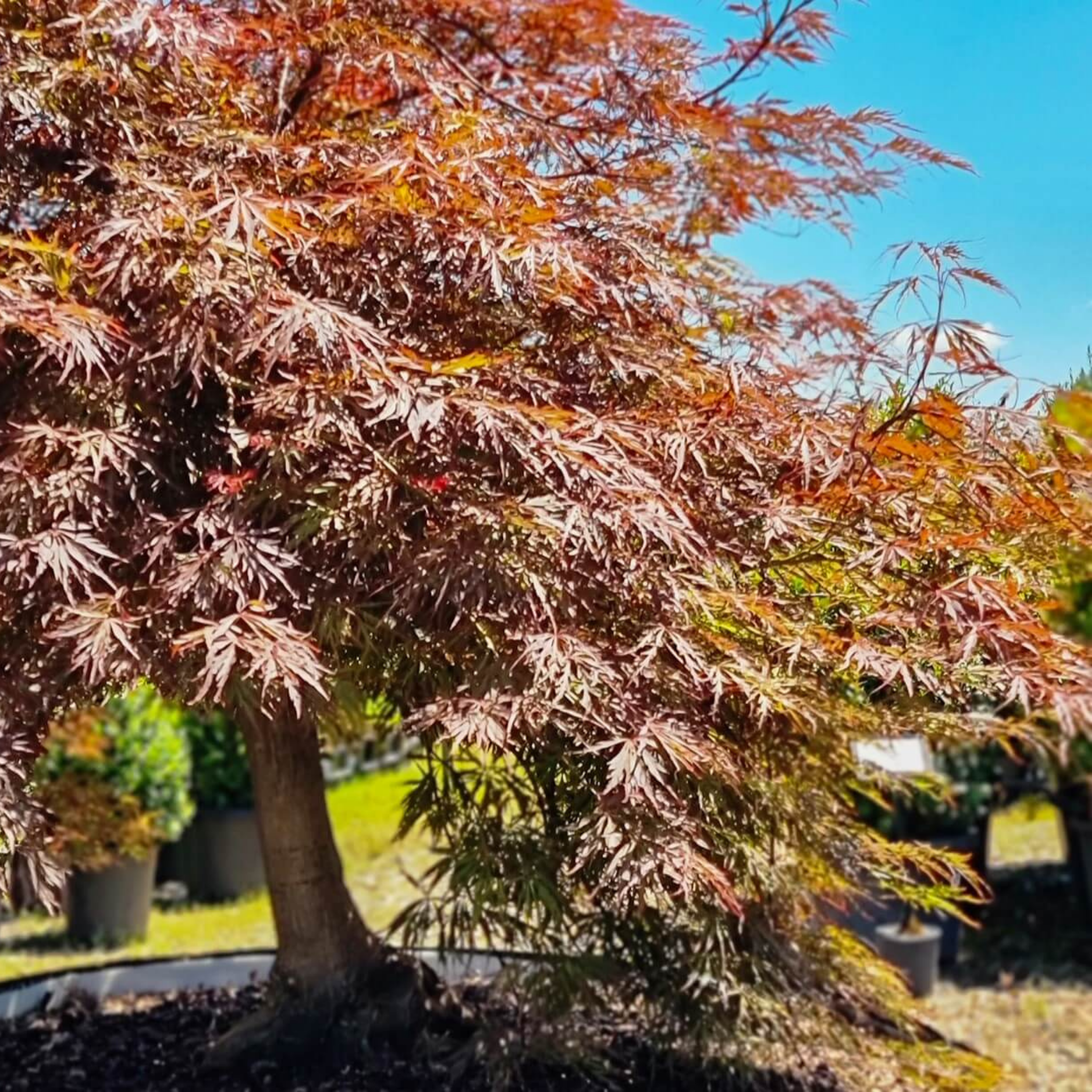 Weeping Japanese Maple - Acer palmatum Dissectum