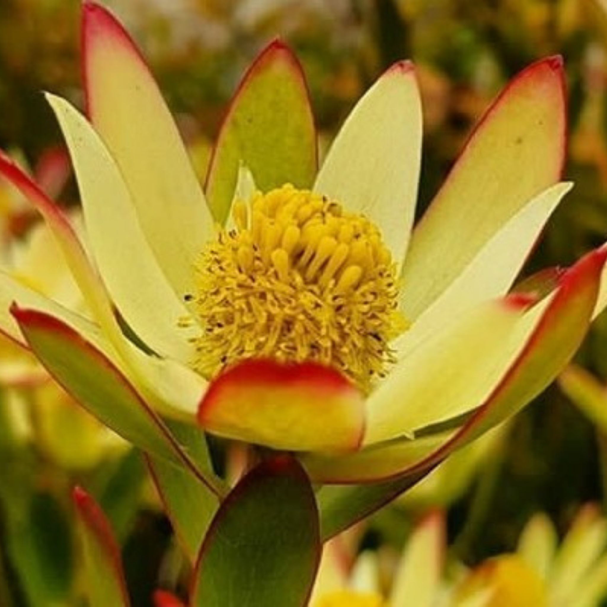 Yellow Conebush - Leucadendron hybrida Sundance