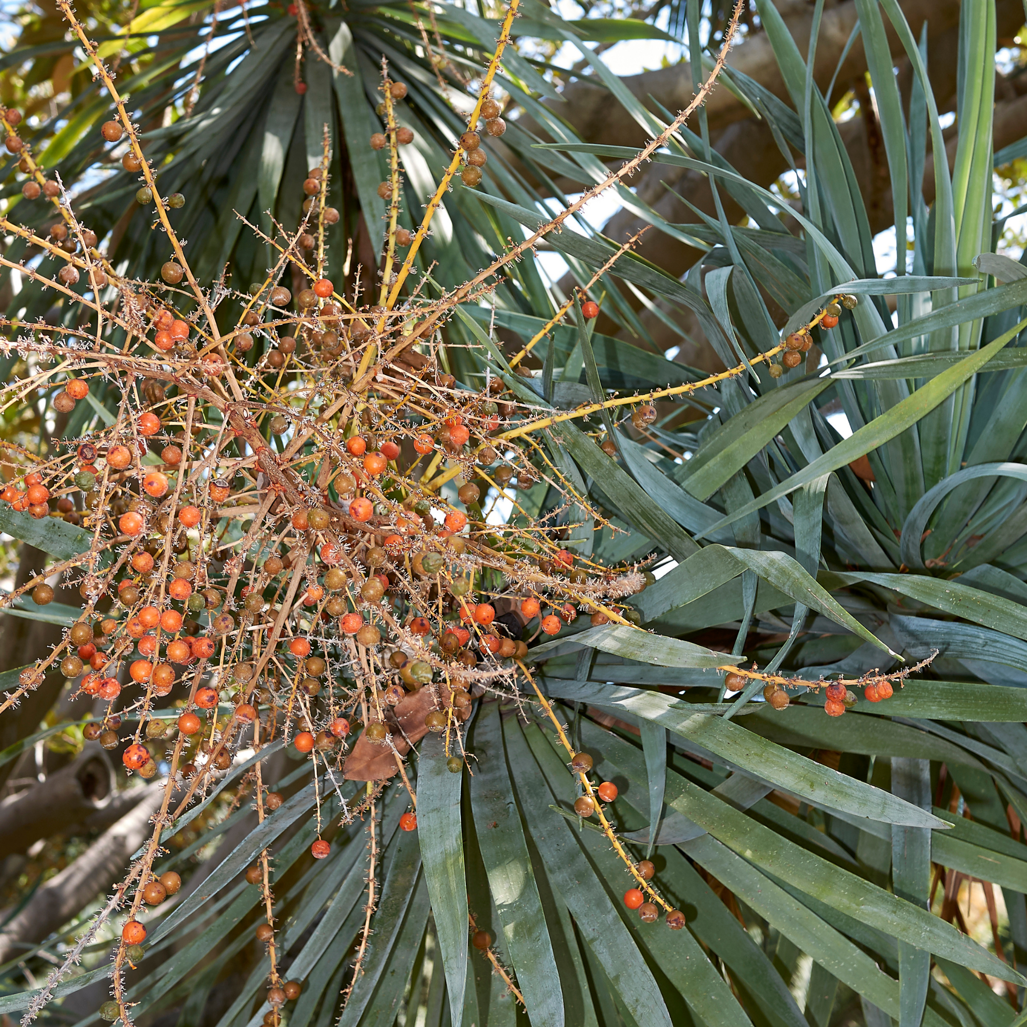 Canary Islands Dragon Tree - Dracaena draco