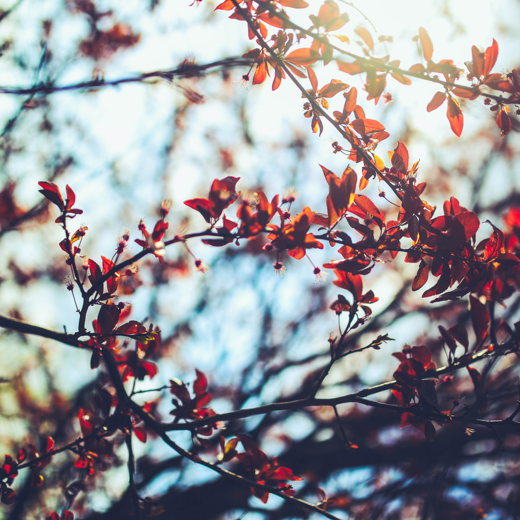 Branches with red leaves against a blurred natural background